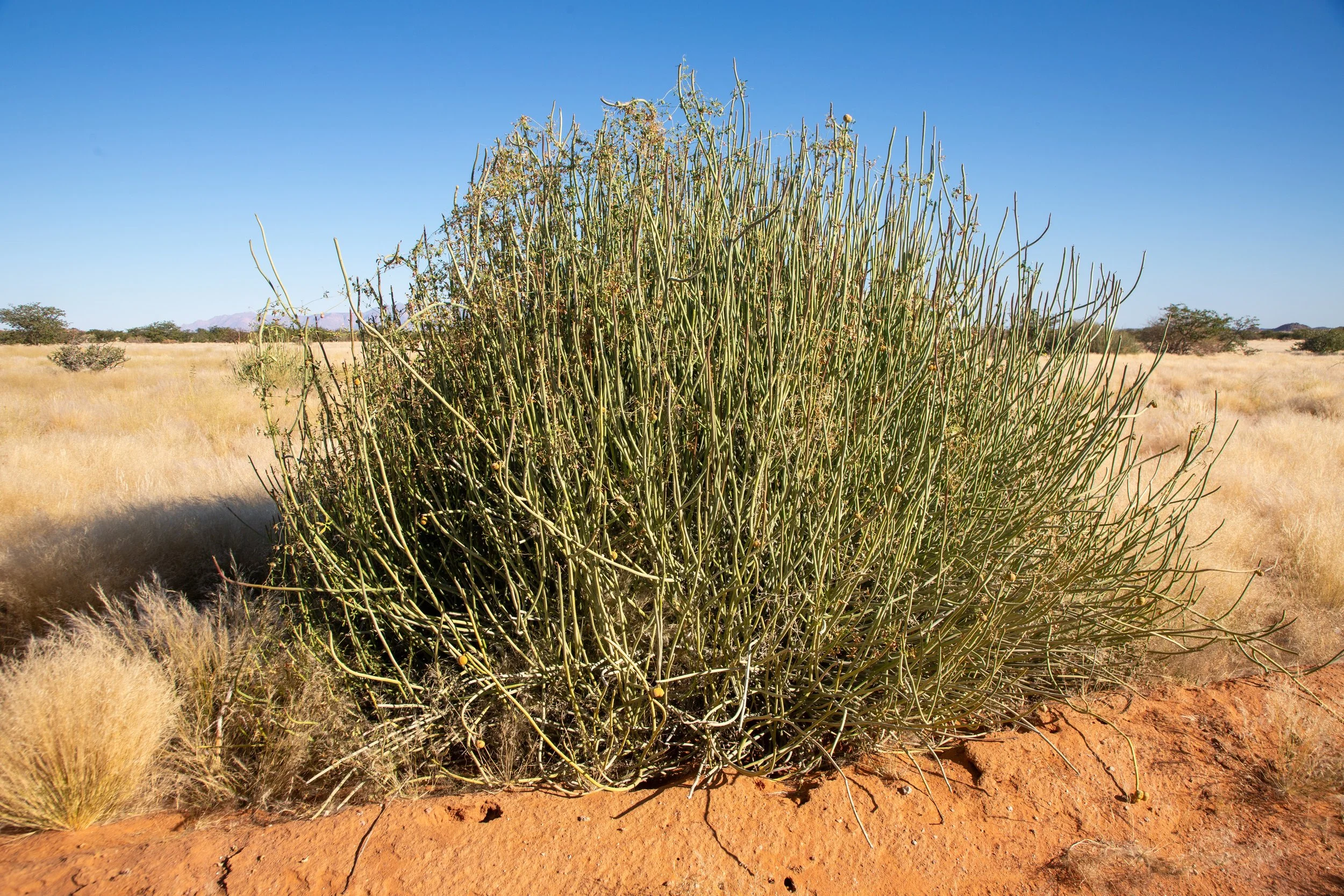  Damara Milkbush, a large succulent shrub native to the arid regions of Namibia 