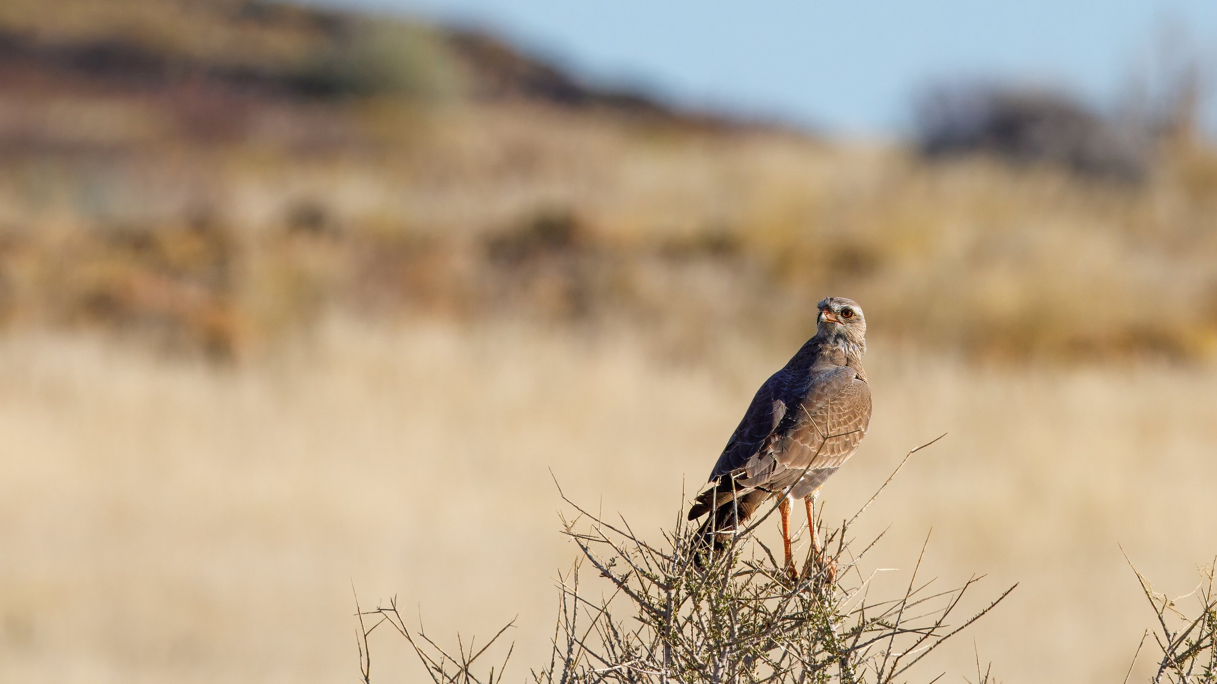  A southern pale chanting goshawk, one of a number of raptors in the area 