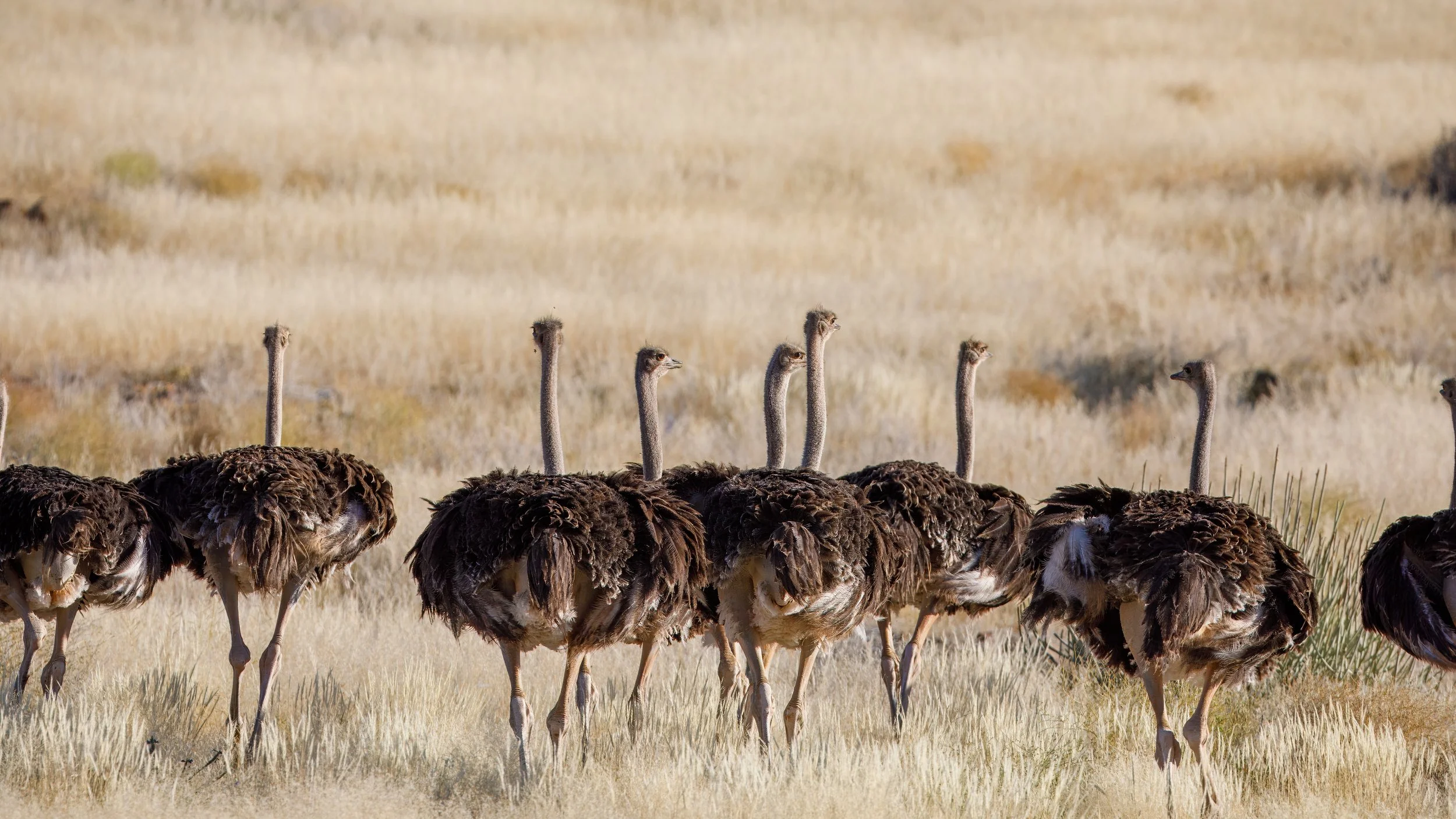  Many ostrich roam the Doros area 