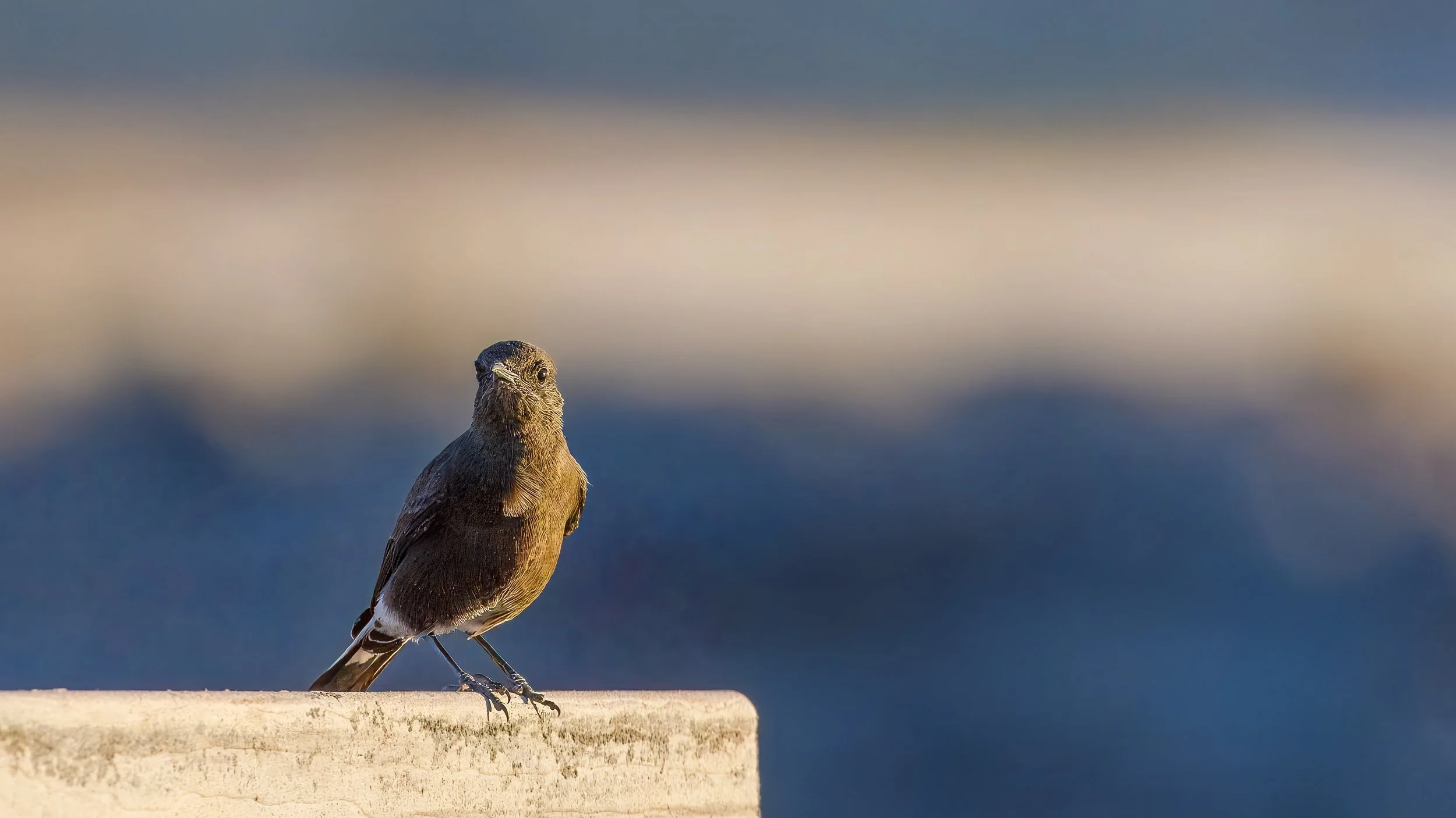  Mountain chat 
