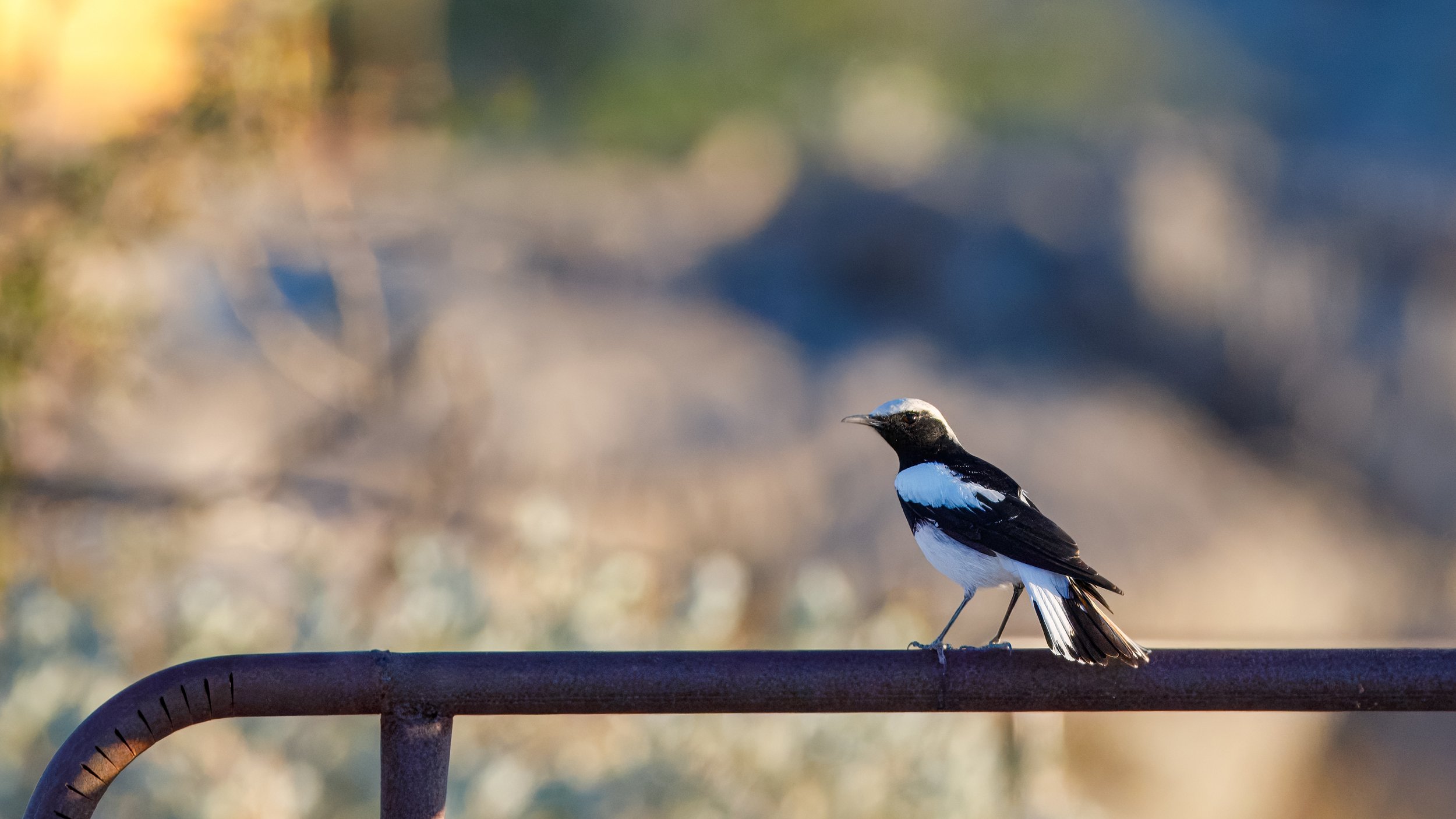  White-browed sparrow-weaver 