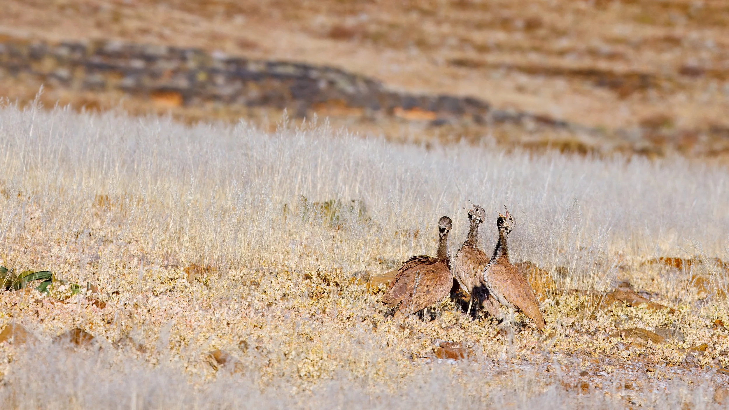  A few isolated bustards provide a soundtrack to our exploration 
