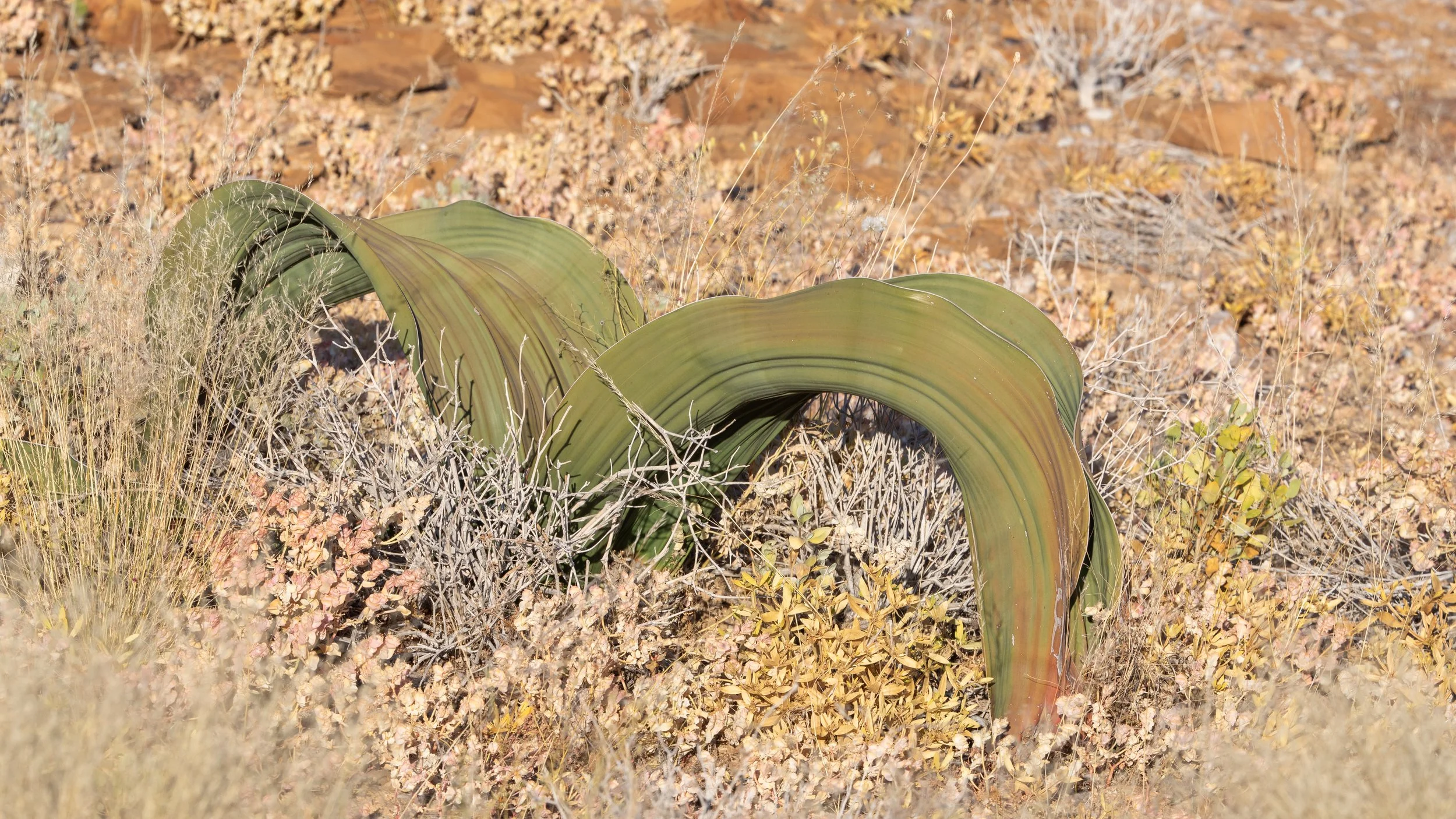  Welwitschia mirabilis, a desert plant native to the Namib desert, lives from 1000-2000 years old.  This particular plant was approximately 500 years old, as estimated by the width of the two leaves.   