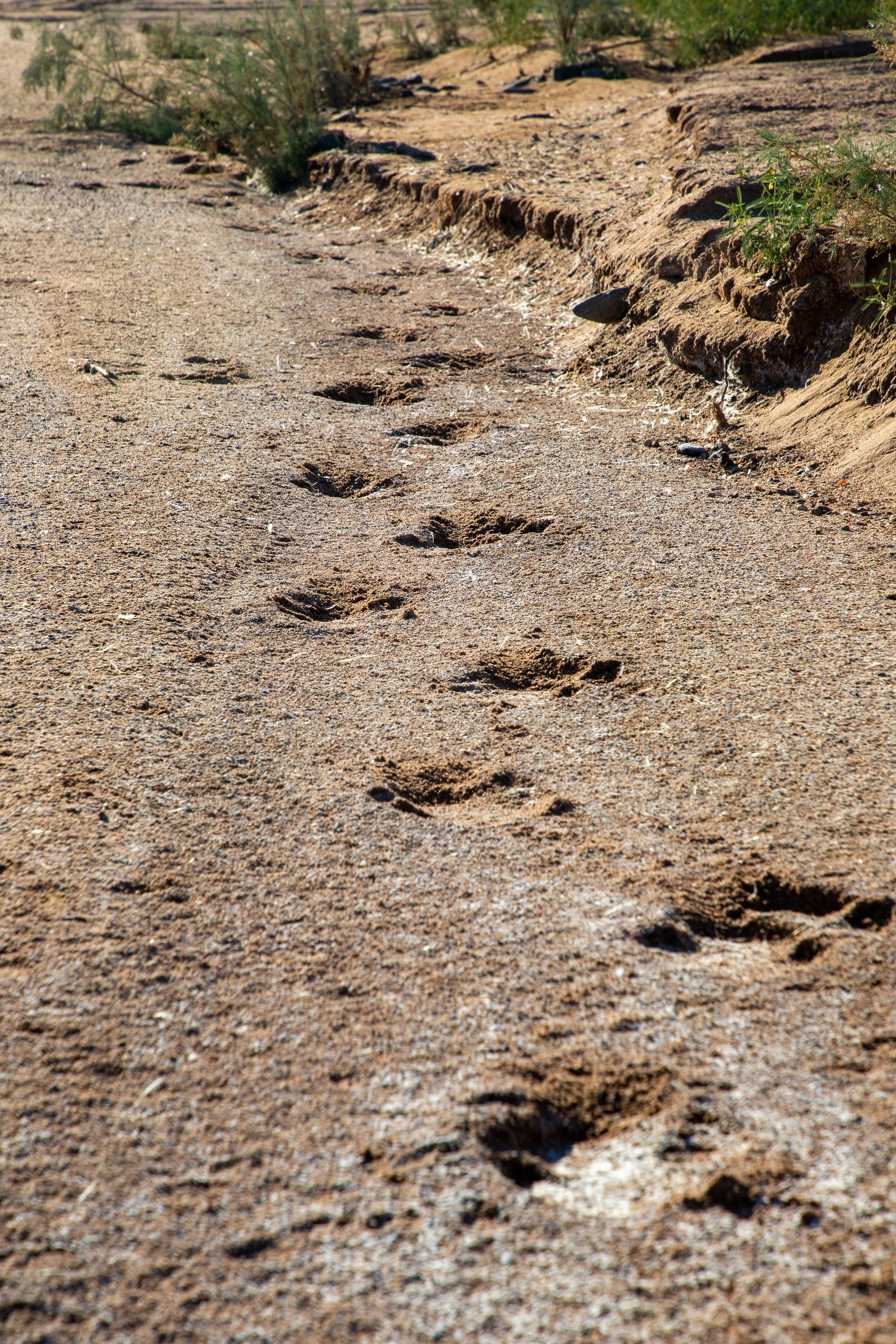  Some much earlier rhino tracks set in the mud  