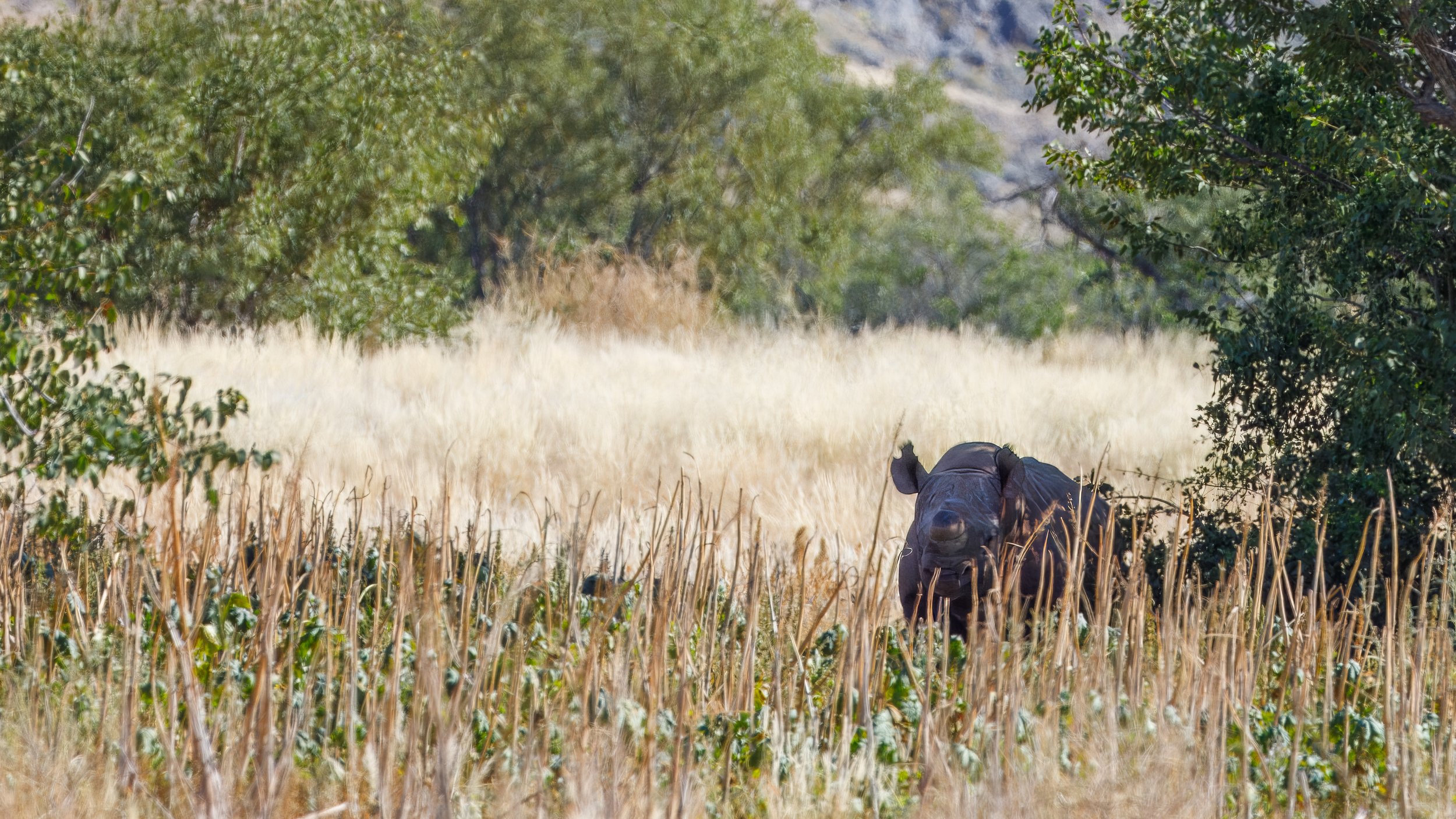  Kennedy gave us a brief glance before moving on, and we could see that he had been dehorned to make him less desirable for poachers  