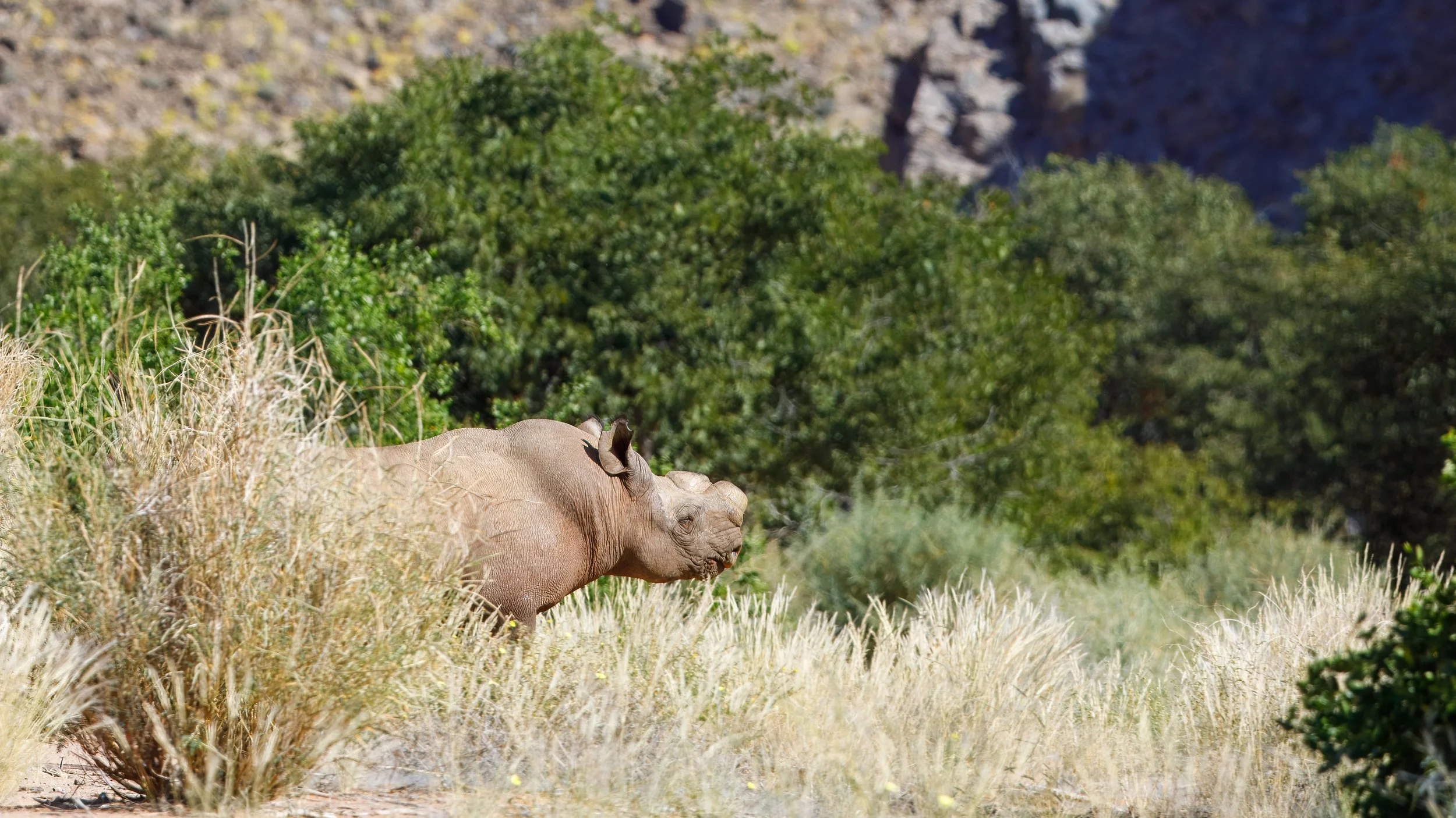 While our guides were screaming to get behind the vehicle, Tom followed the lead of the tracker and stayed in the open to gather another photo 