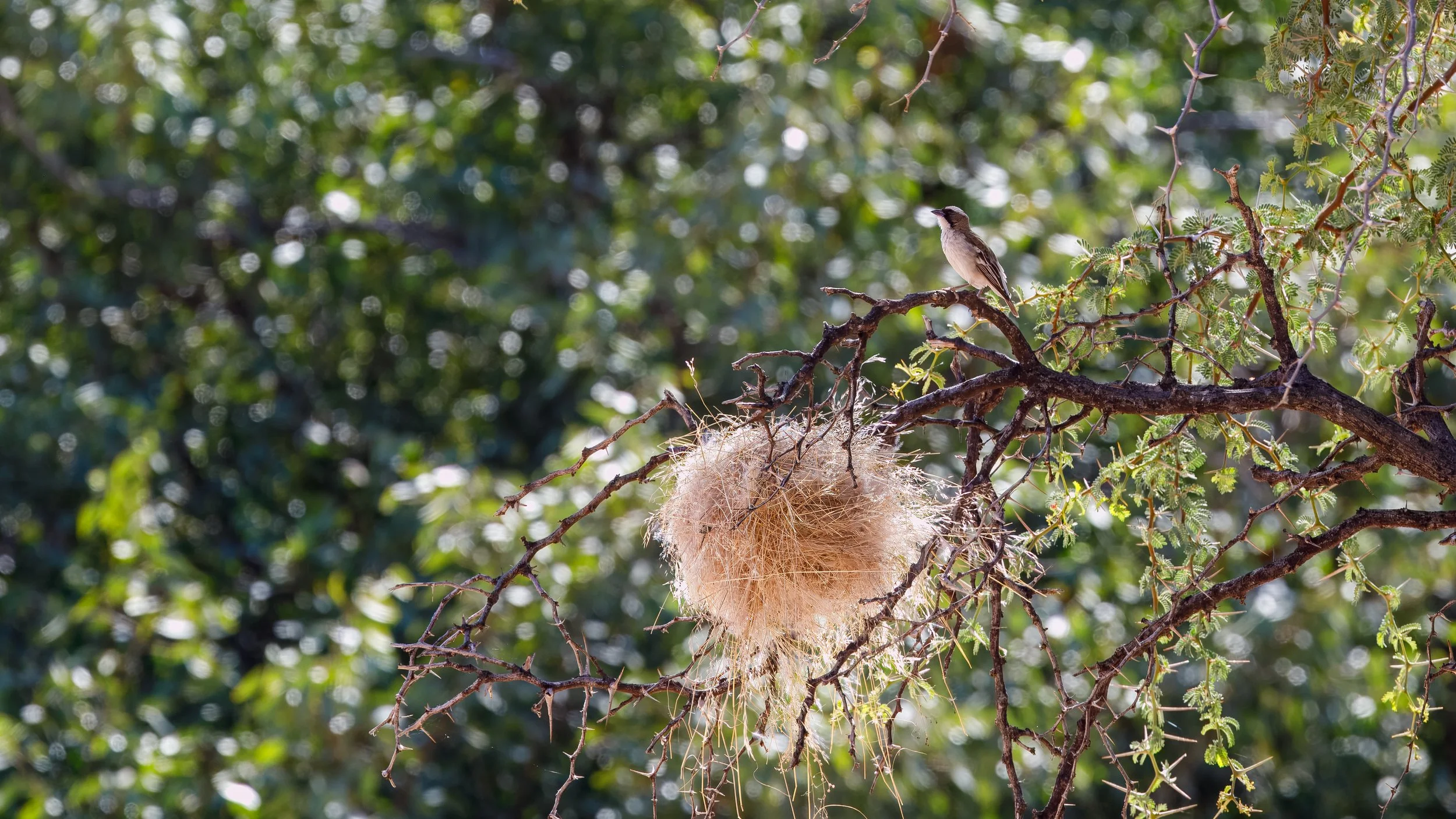  Single family chestnut weaver nest, in contrast to the giant connected nests of the sociable weavers, that live together 