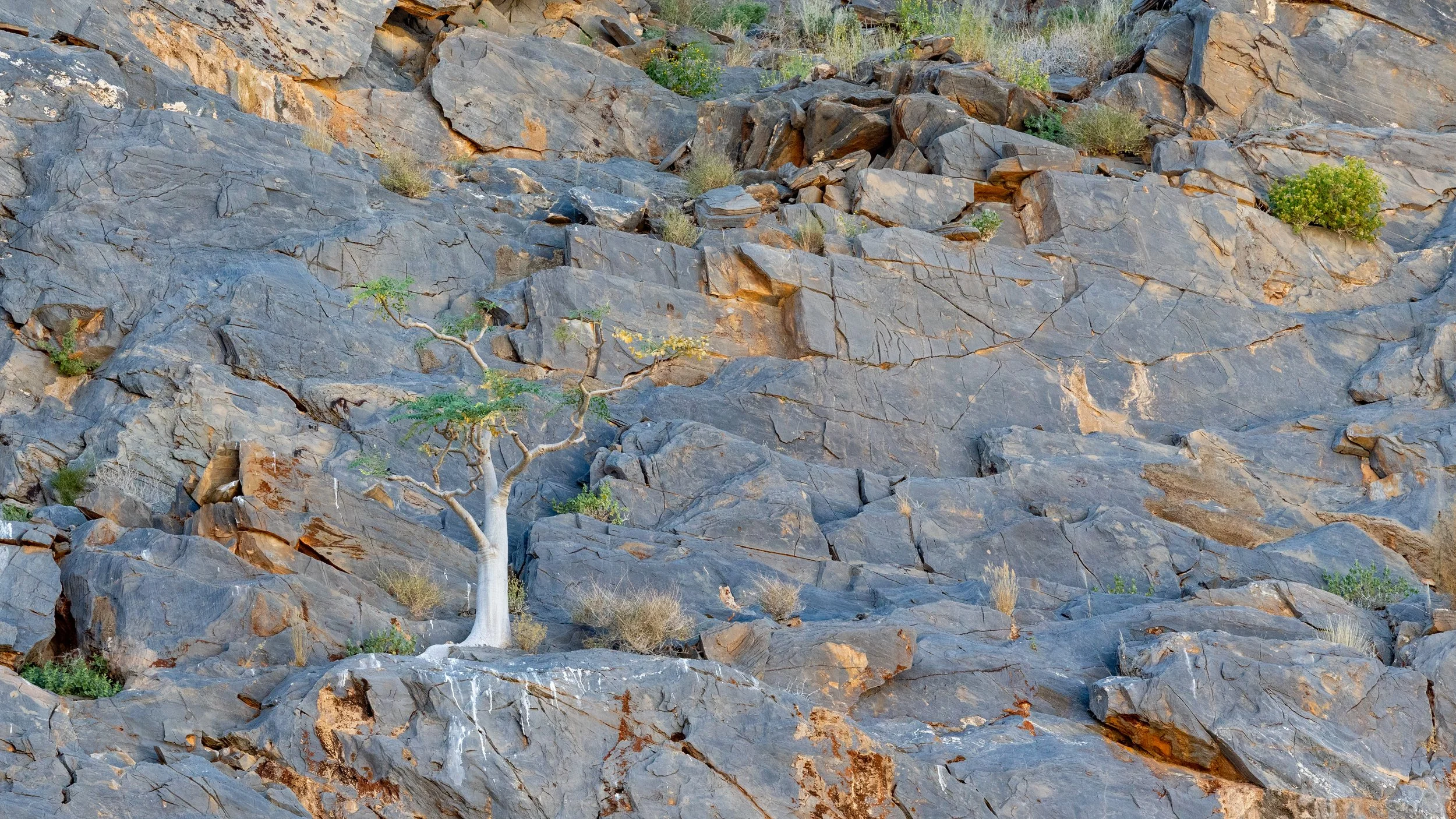  African star-chestnut clings to the rocky cliff, with roots finding and making cracks in the rock 
