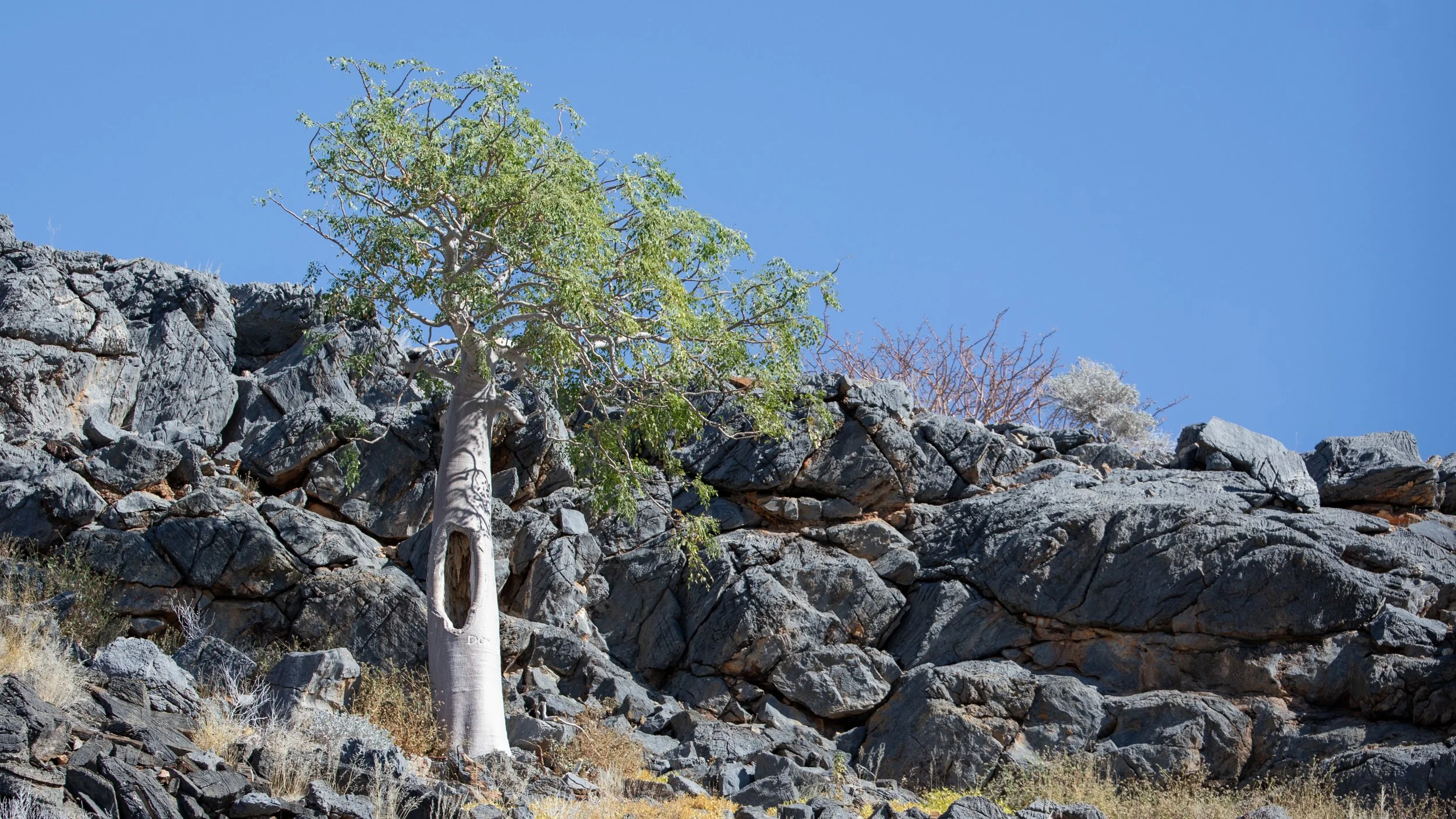  Phantom tree finds roots near the cliffside in the river valley 