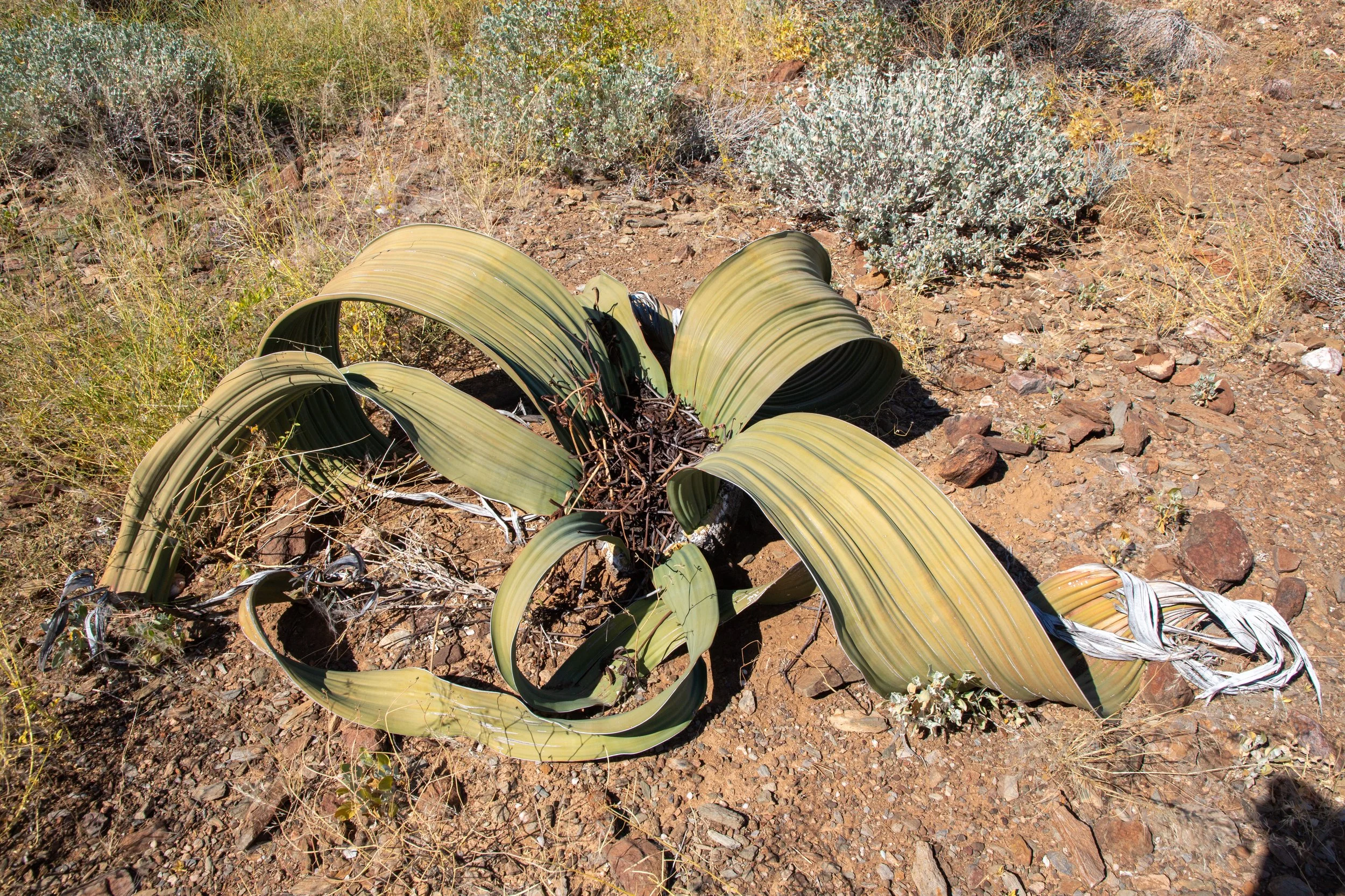  An older Welwitschia mirabilis shows damage wear and tear of its hundreds of years; they only ever grow two leaves, even if they start splitting apart over time   