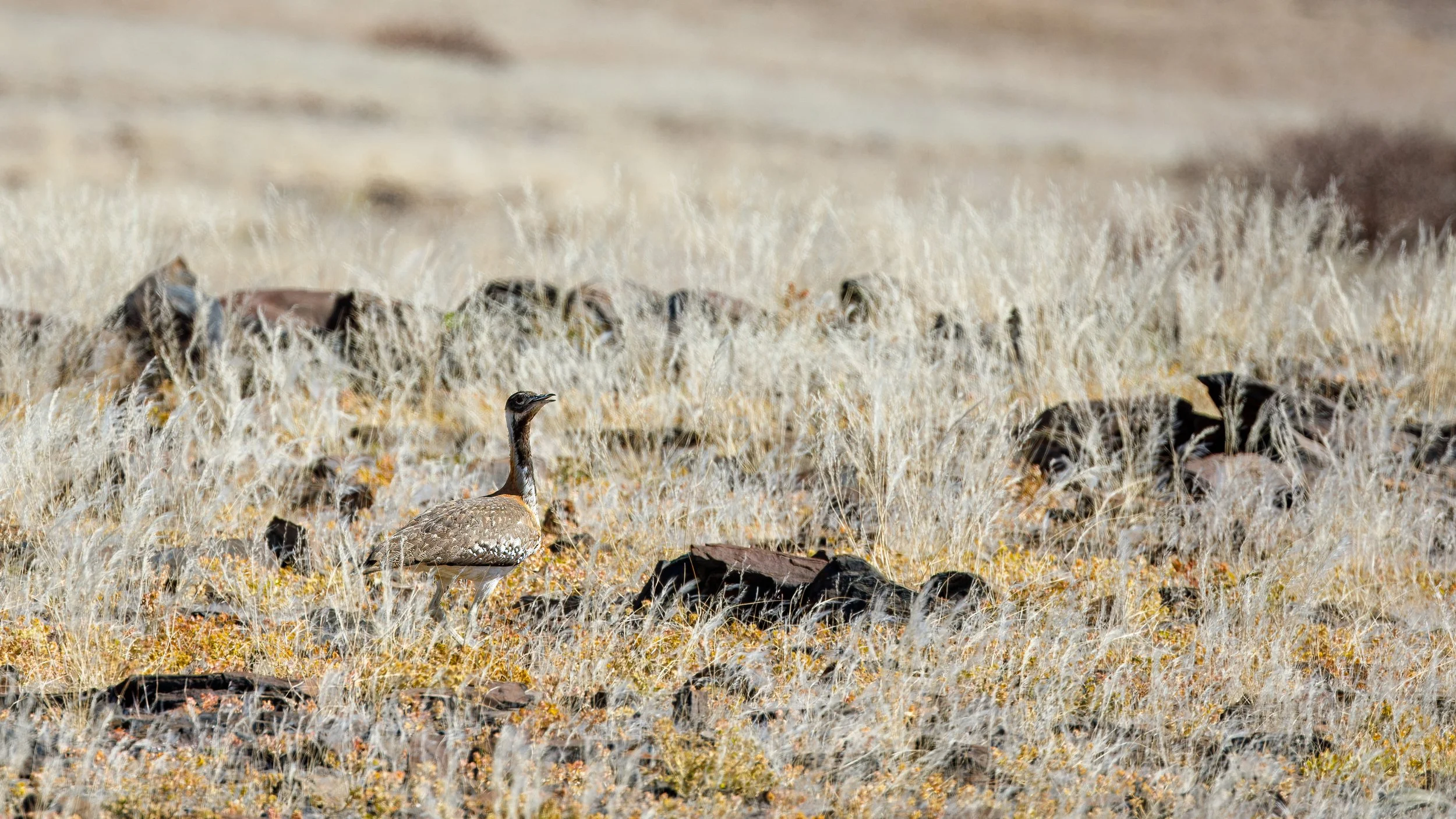  More bustards in the desert 