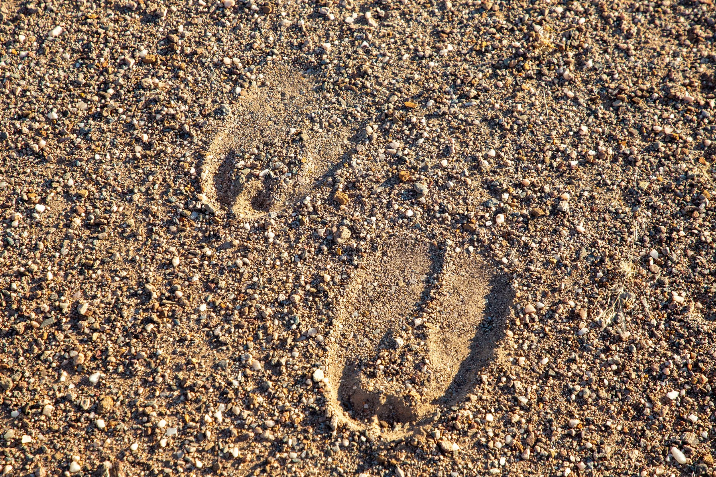  Although we were no longer on the hunt, we did find some more rhino tracks 