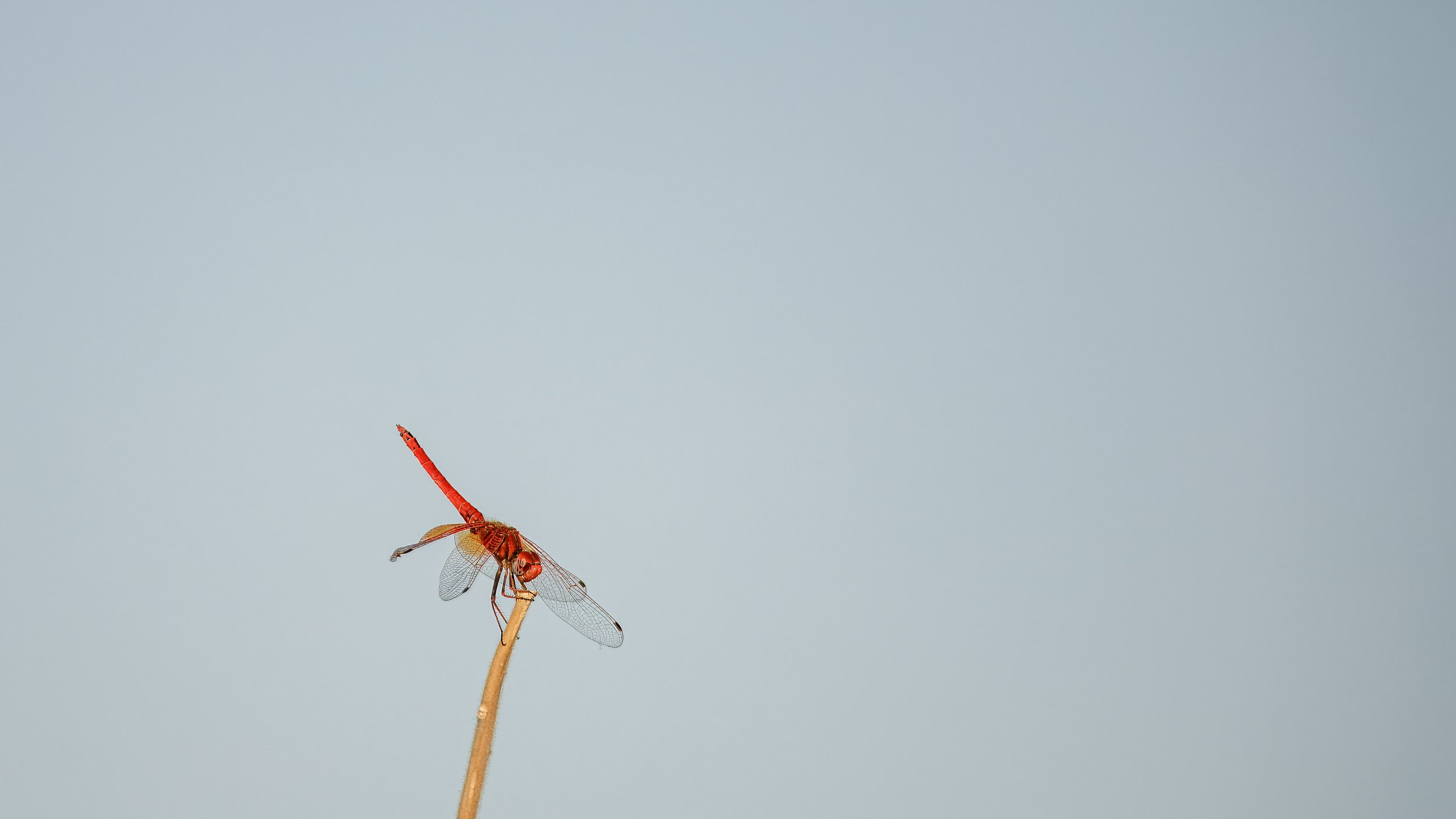  A red-veined dropwing dragonfly 