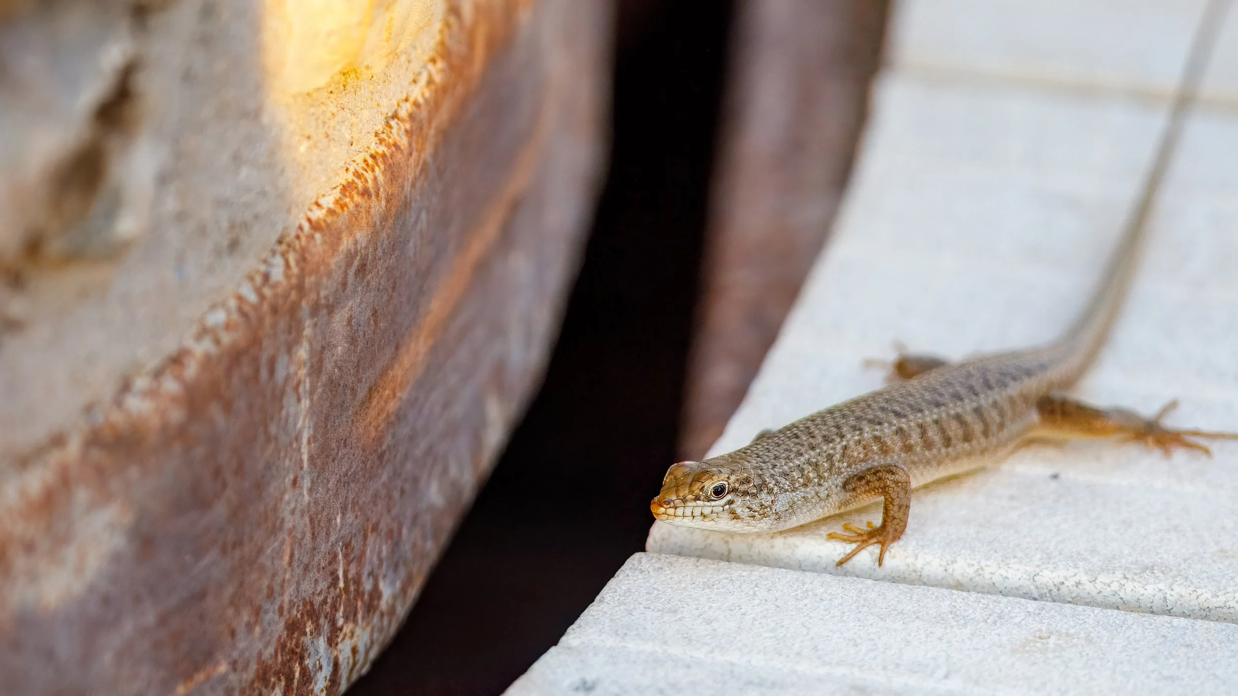  A curious sand lizard joined us for sundowner happy hour 