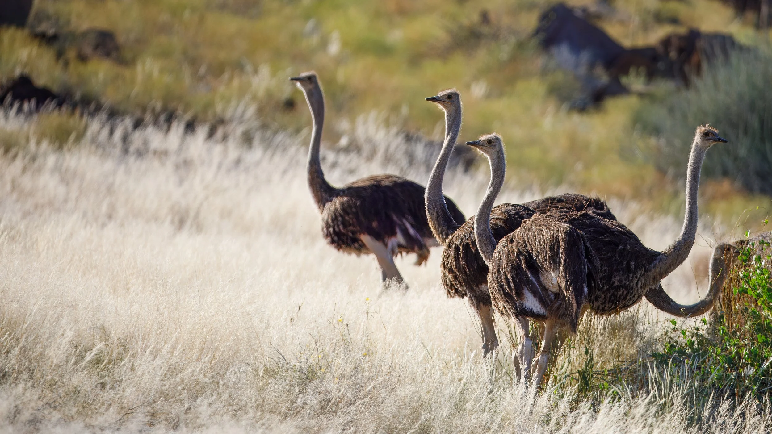  Making our way out of the Doros conservatory we ran into more ostrich 