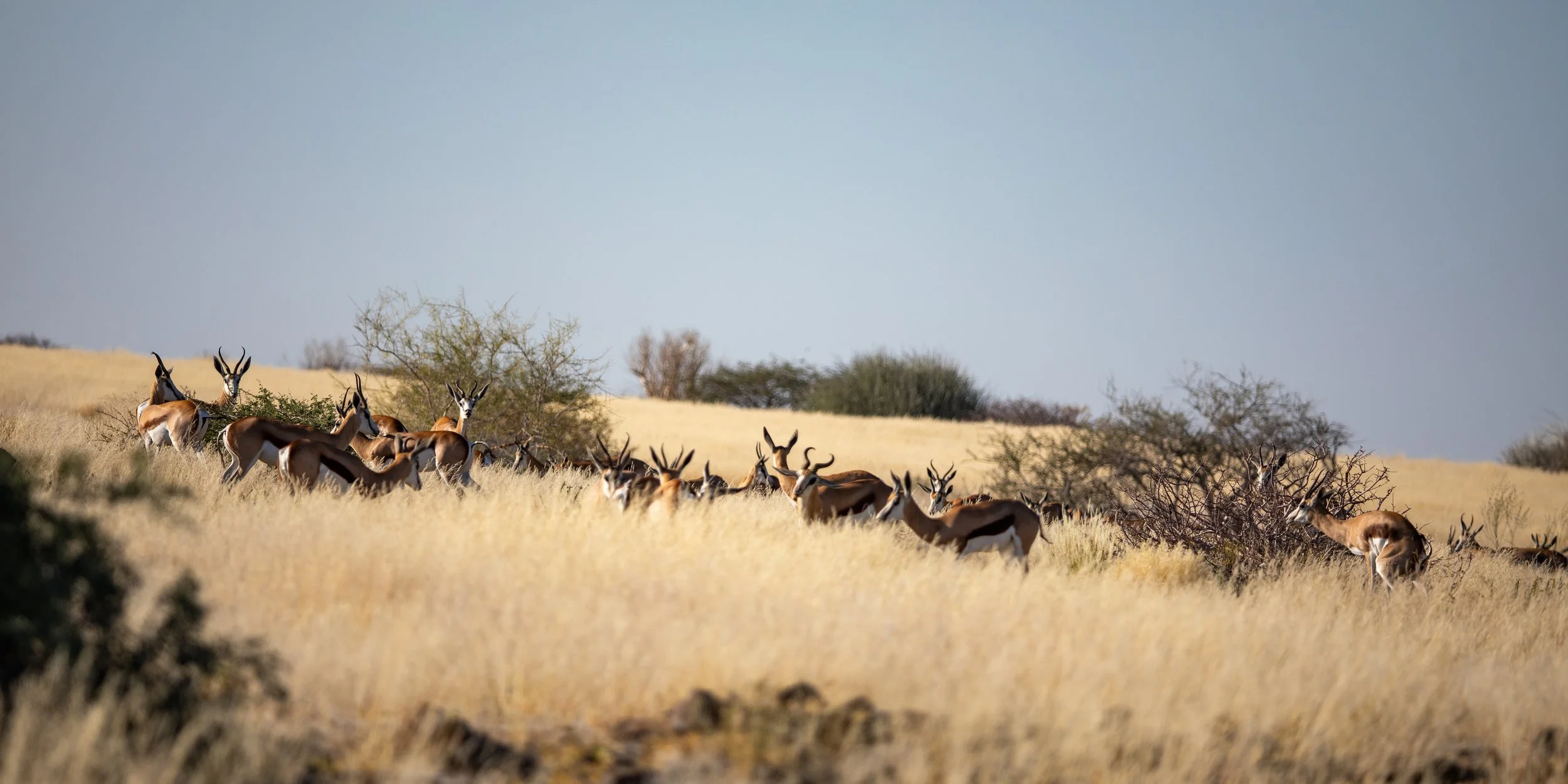  Grazing springbok enjoying the tall grass 
