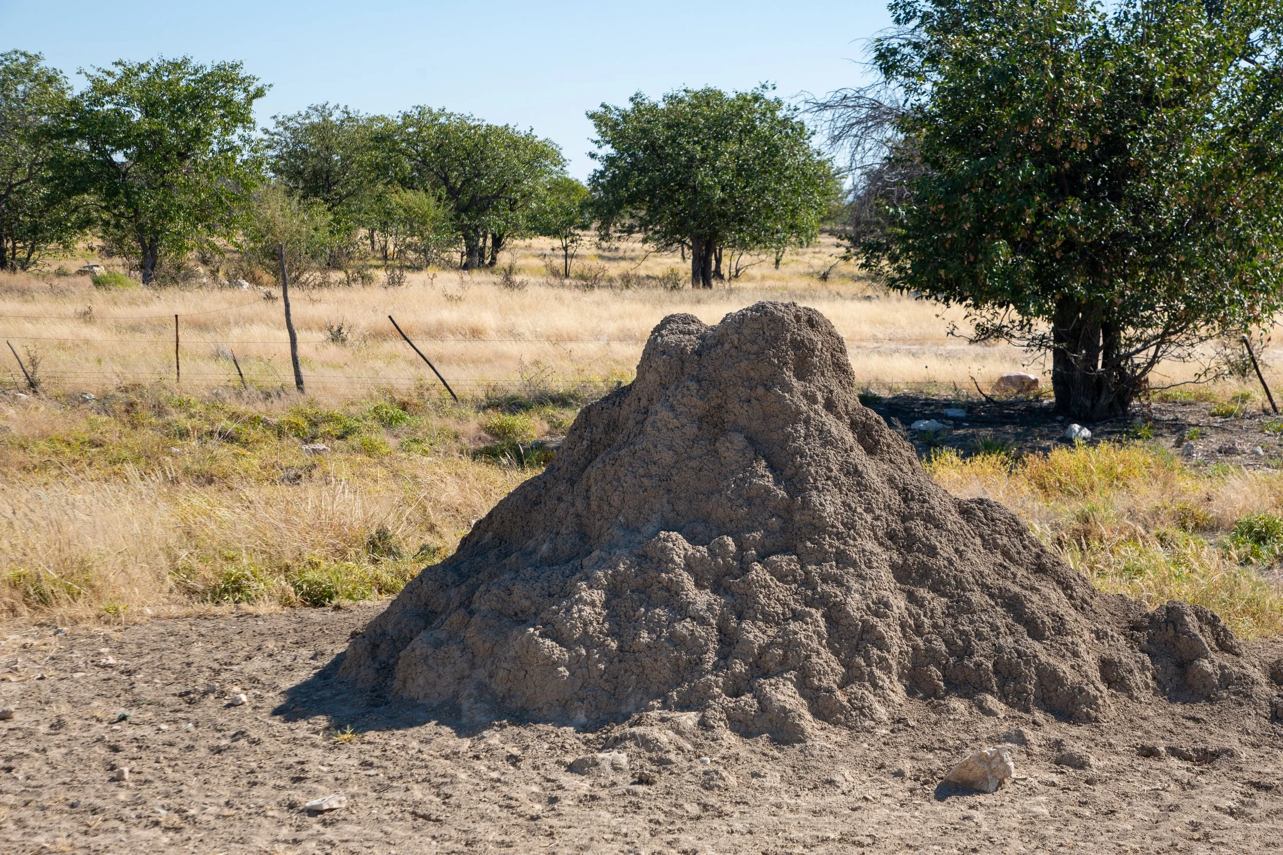  A harvester termite mound, where queens can live up to 40 years and lay 60,000 eggs a day 