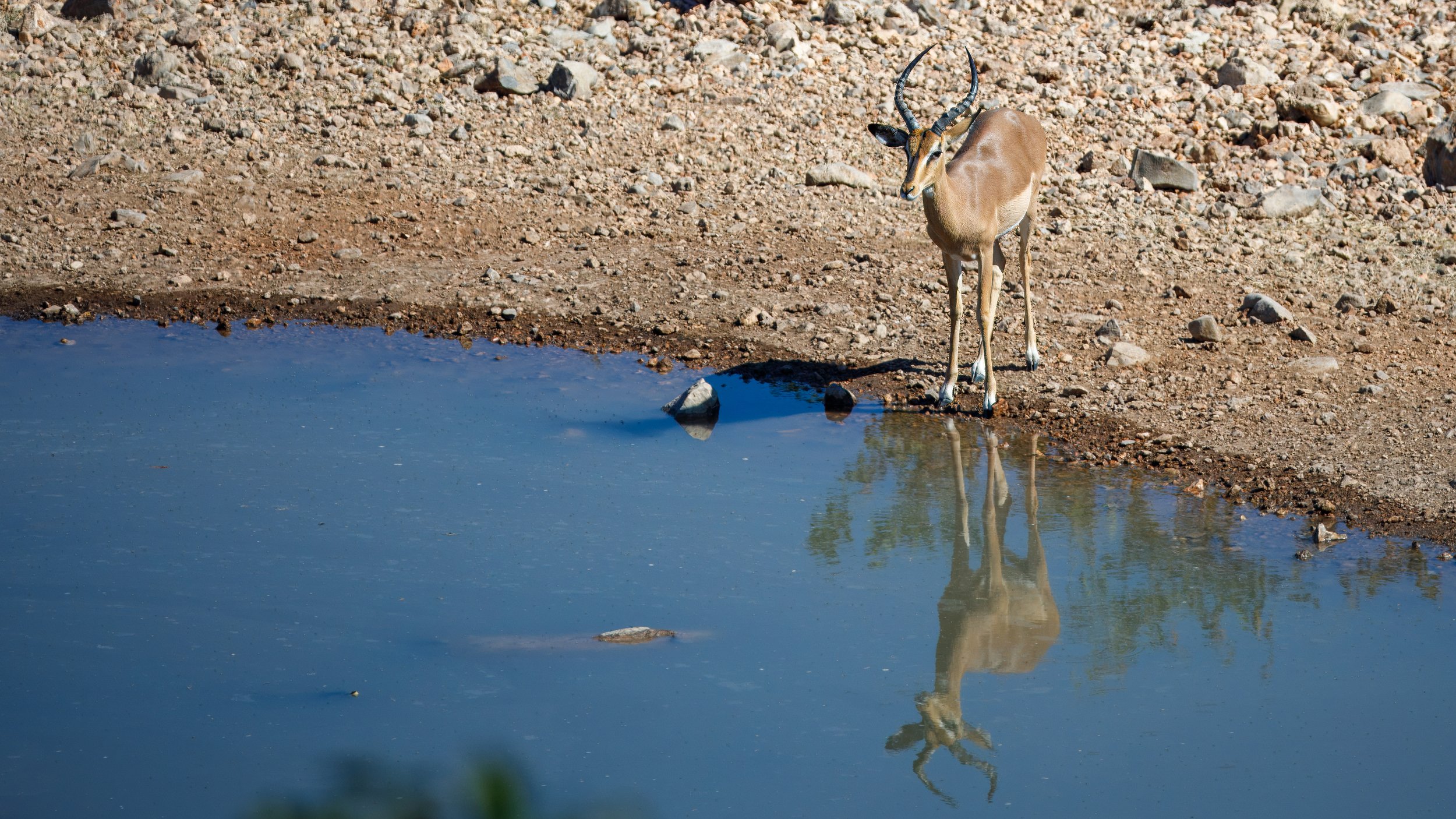  In the heat of the day, we found only springbok taking advantage of the watering hole 