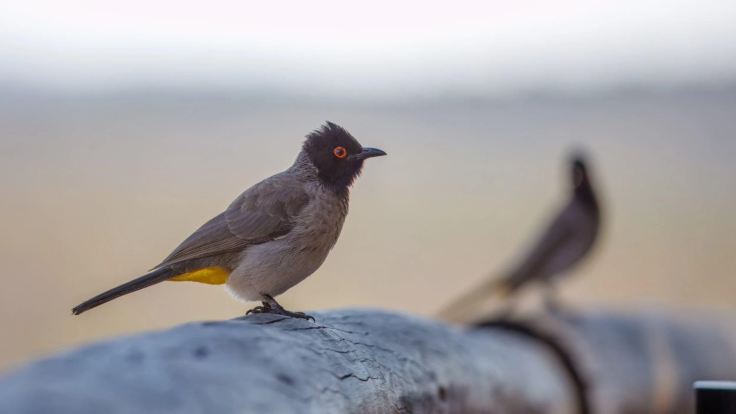  A red-eyed bulbul  