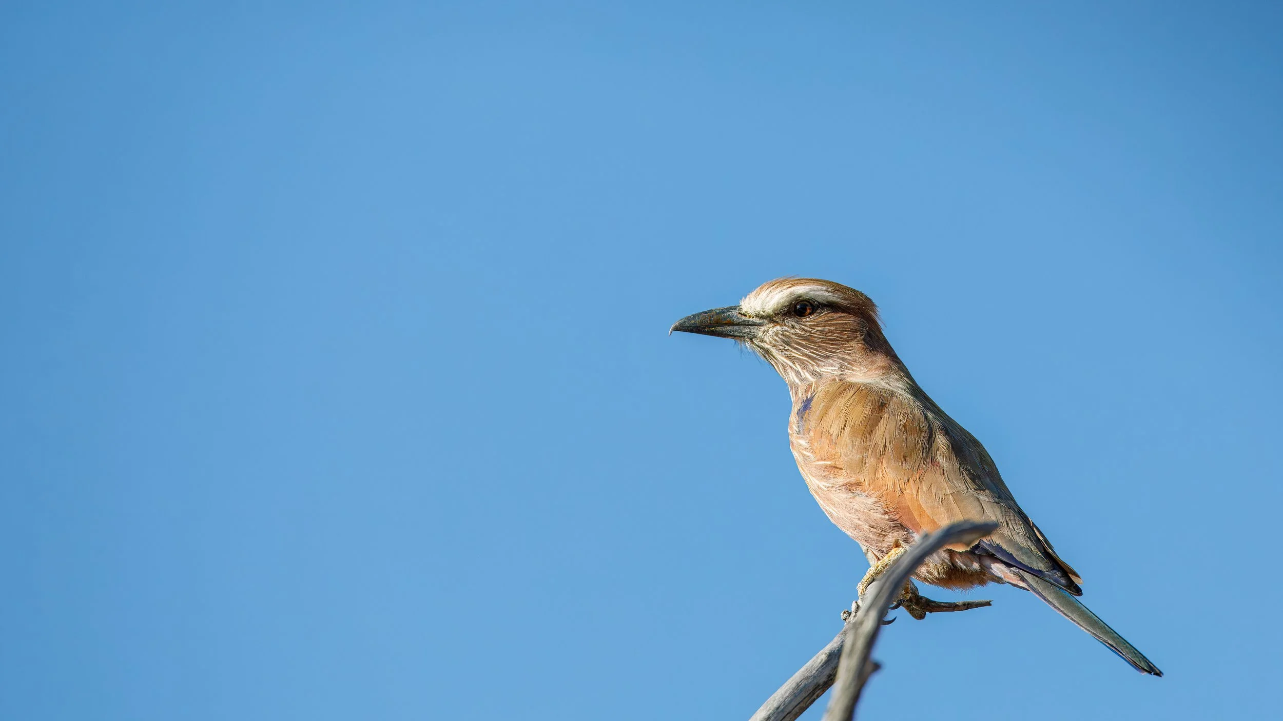  Purple roller 
