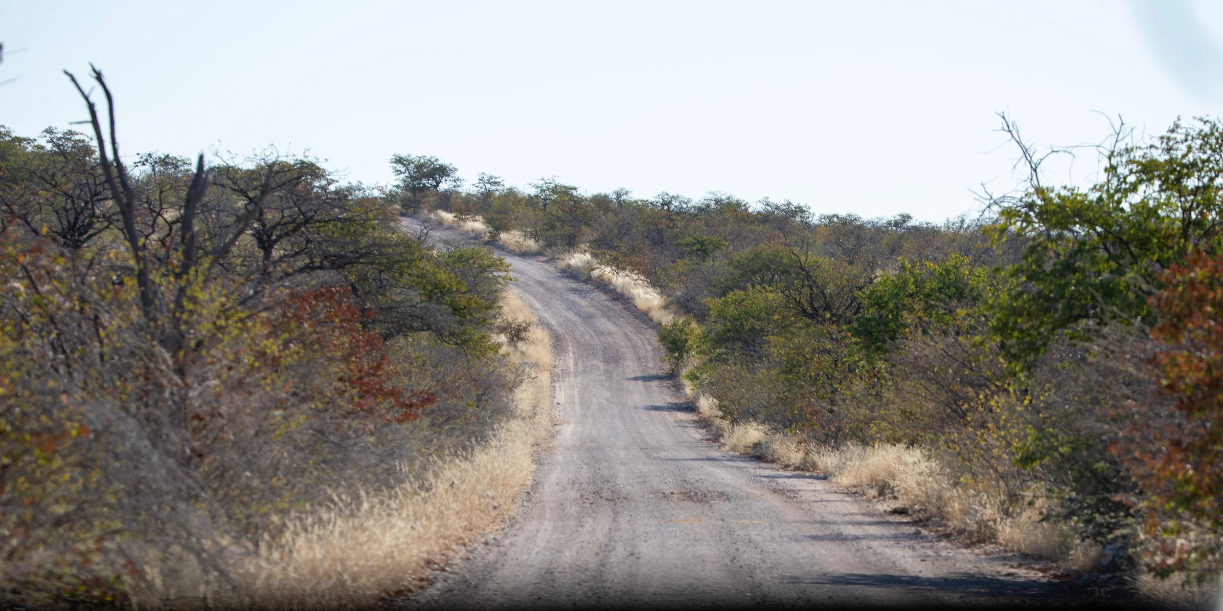  The road winding through the Ongava Private Reserve next to the national park 