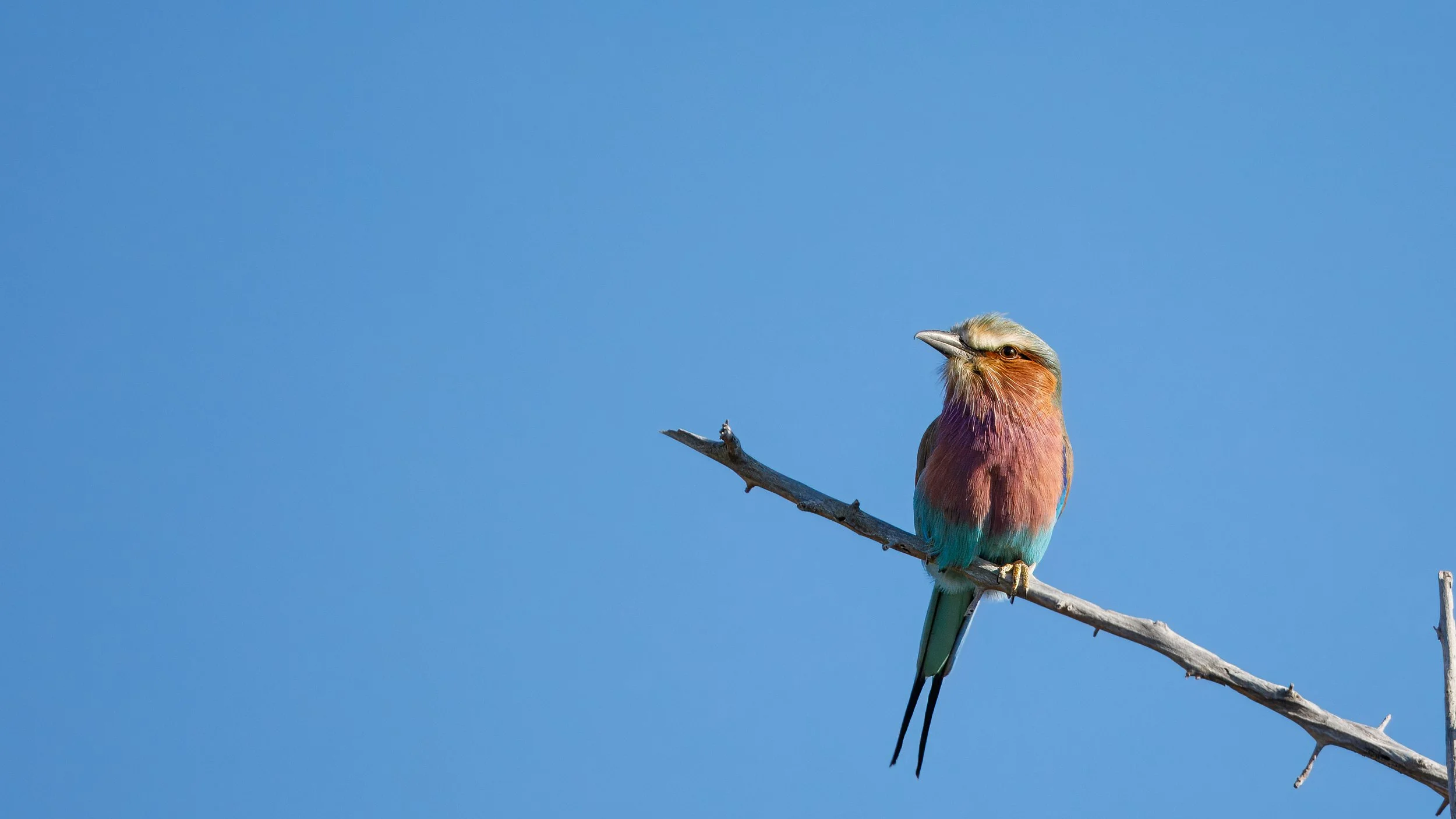  Brightly coloured lilac-breasted roller 