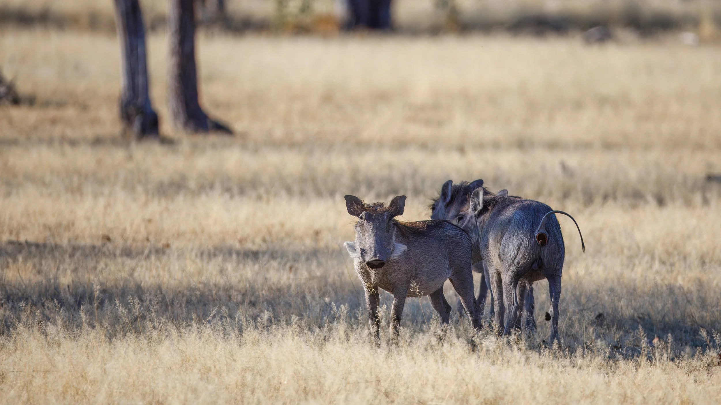  Warthogs, a wild member of the pig family 