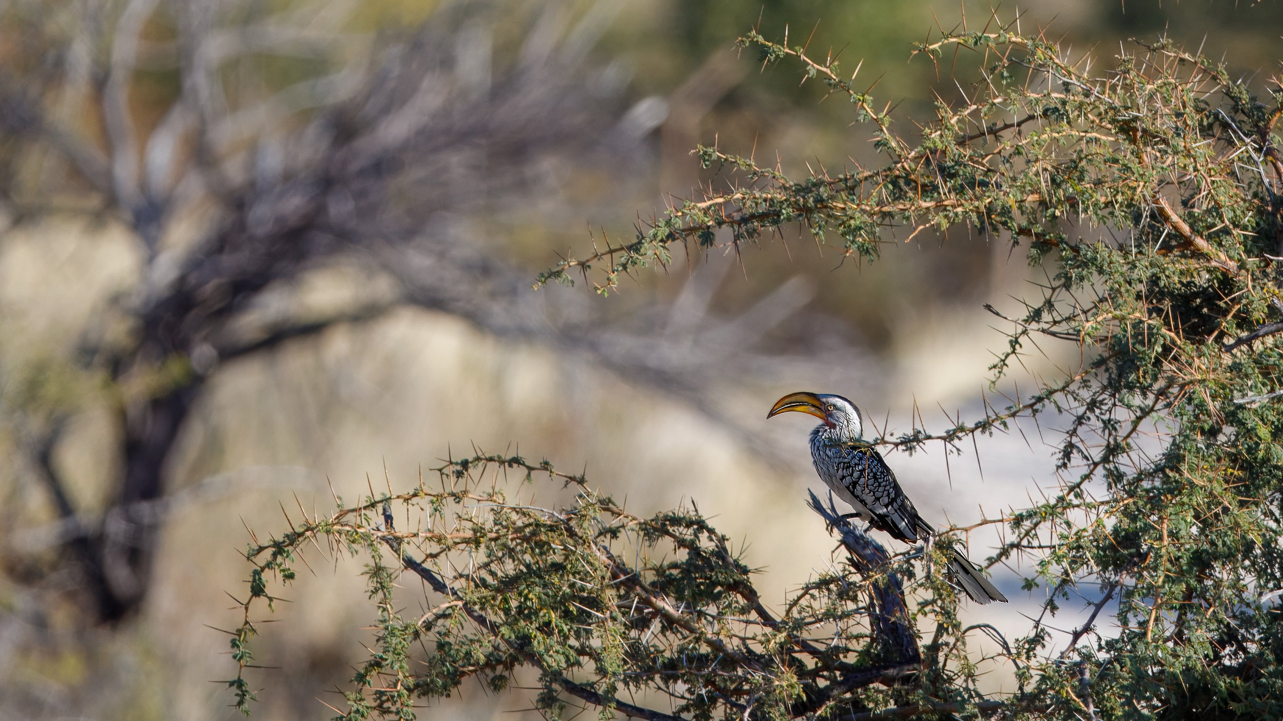  Yellow-billed hornbill 