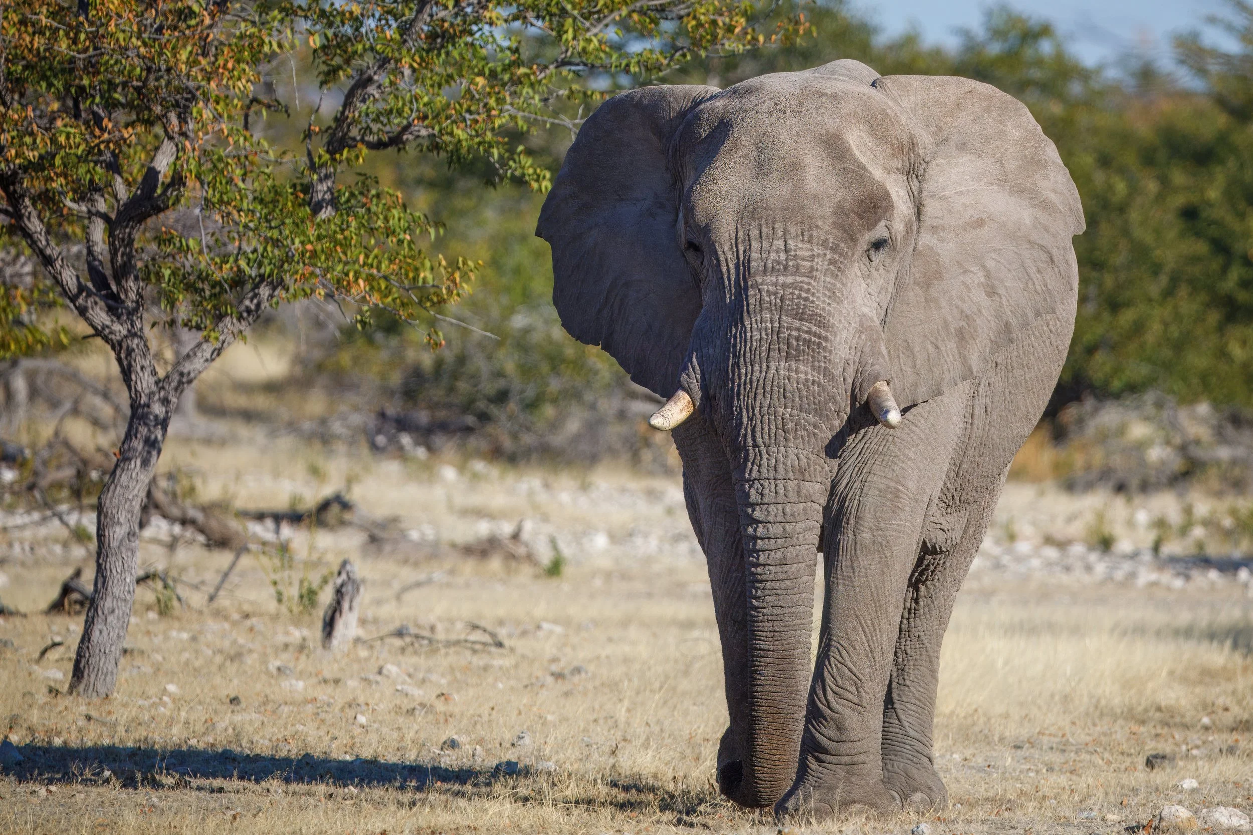  Our first of many elephant sightings for the trip 