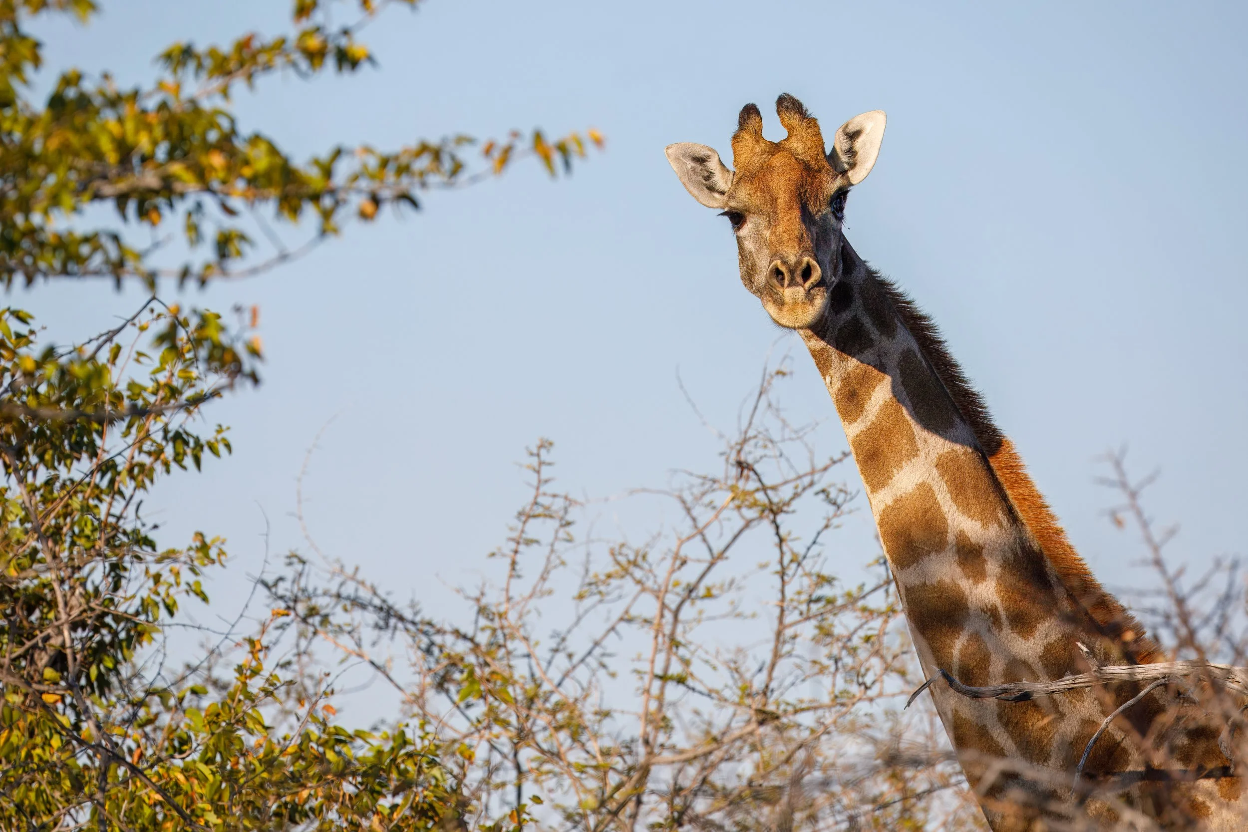  Giraffes always seem to be very curious when approached 