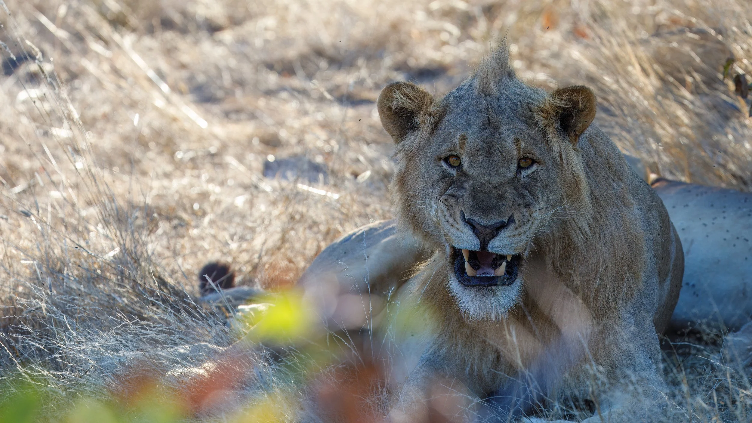  It took a bit of effort to get close but we were awarded with a great lion photo 