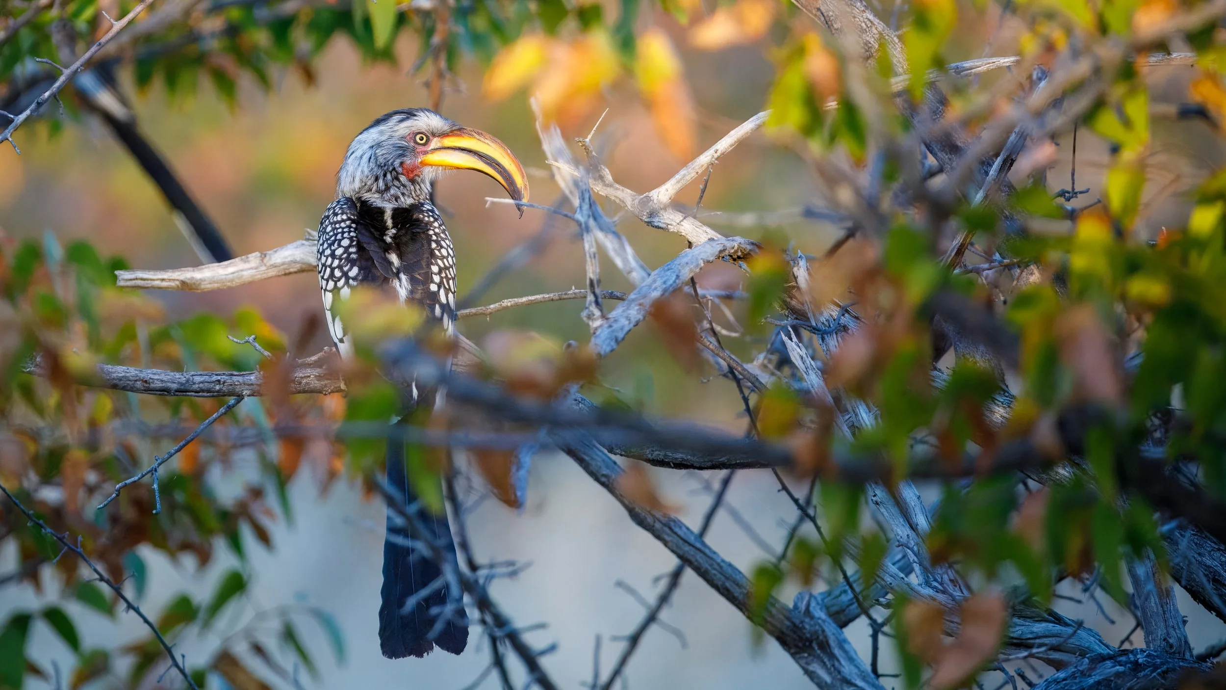  Beautifully lit yellow-billed hornbill as the golden hour approaches 