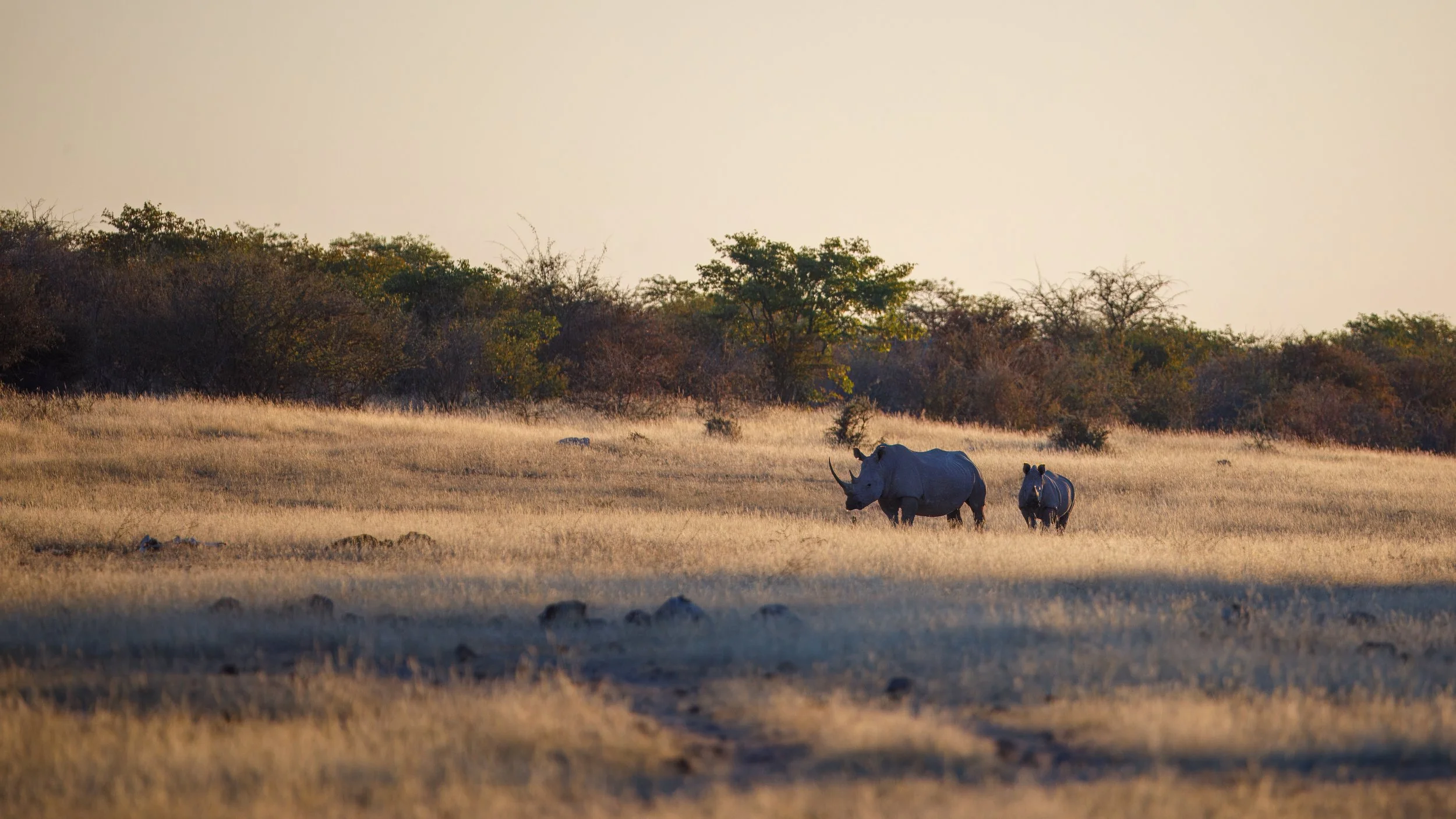  Being visited by an approximately 2-year old white rhino and its adult supervision, walking our way 
