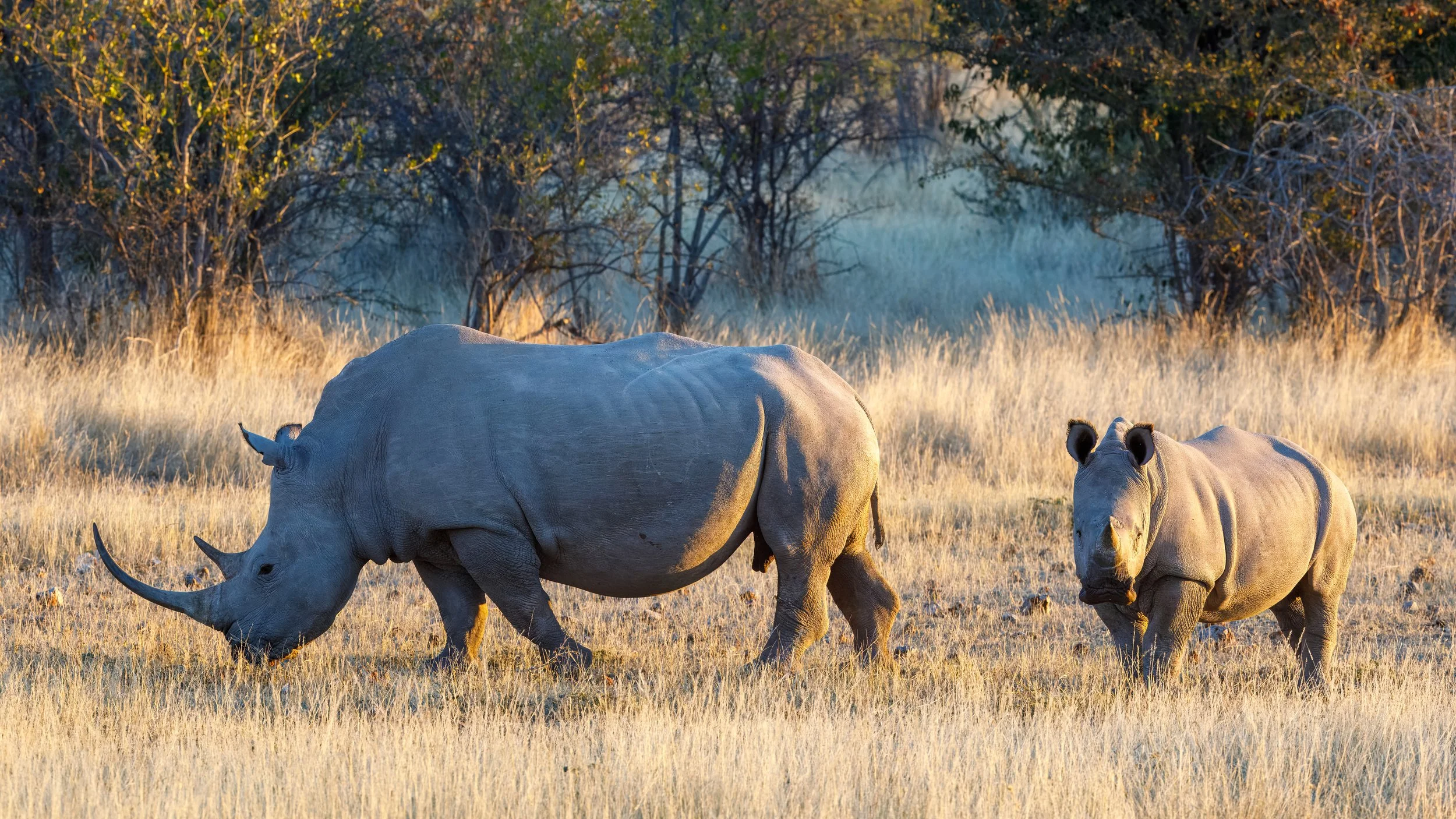  A closer view of the massive creatures 