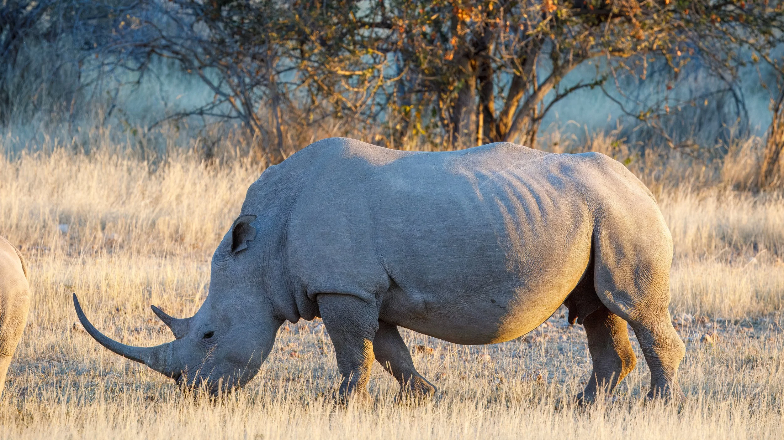  Focused in on the large adult.  Unlike the unfenced rhinos in the open Doros Conservancy, the rhinos in the fenced private game reserve have not been dehorned. 