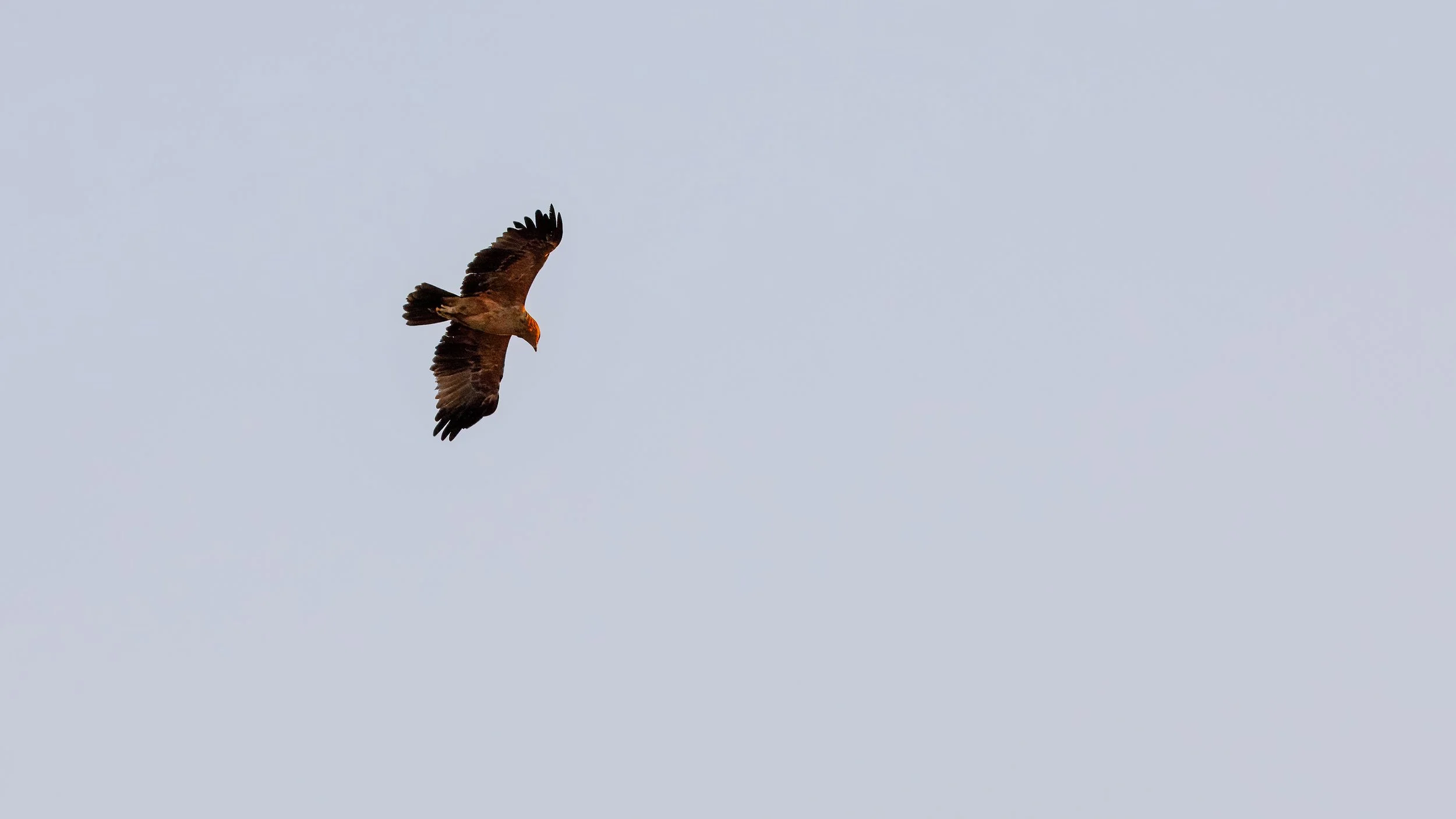  Tawny eagle in fight 