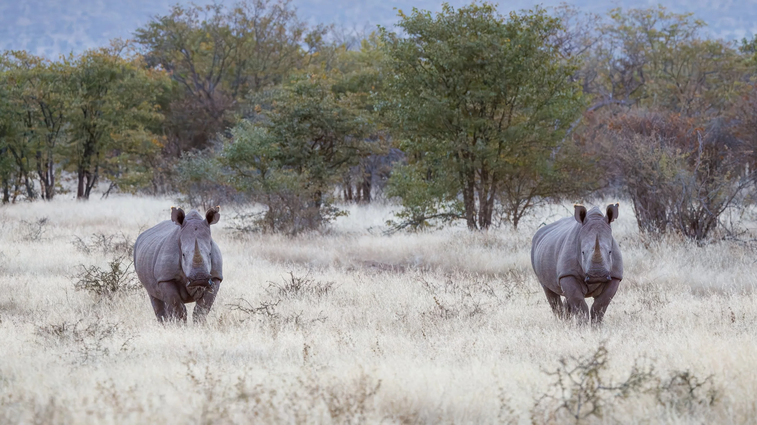  The rhinos continued to approach but changed their path to keep a comfortable distance 