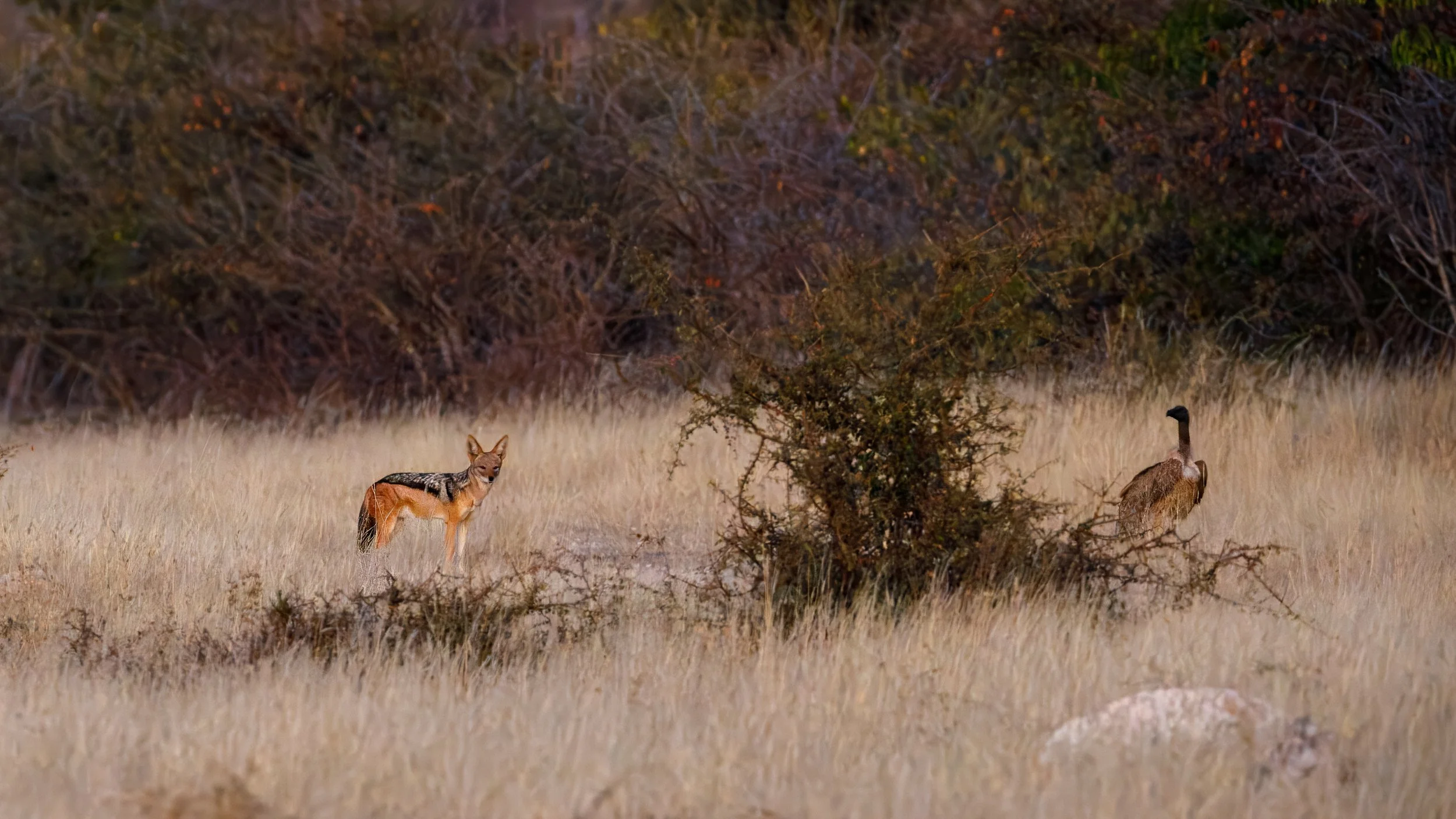  Being watched by a black-backed jackal and vulture 