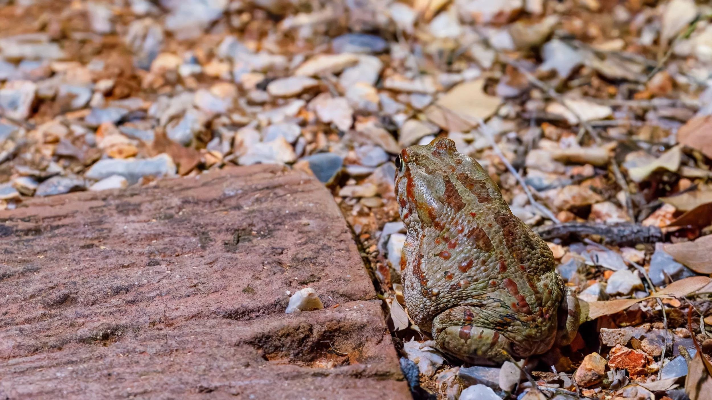  Garman’s toad 