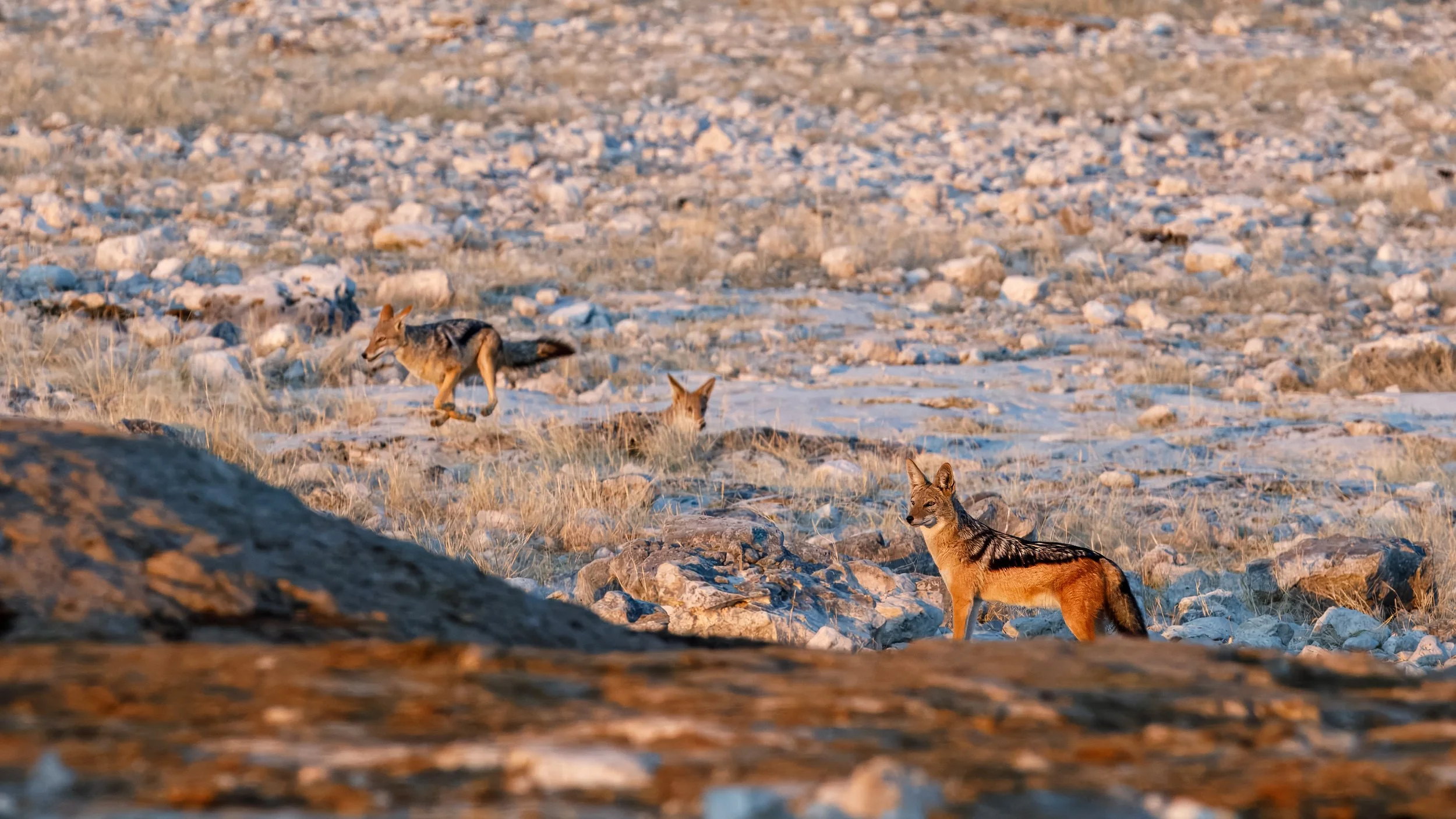  Pack of black-backed jackals  