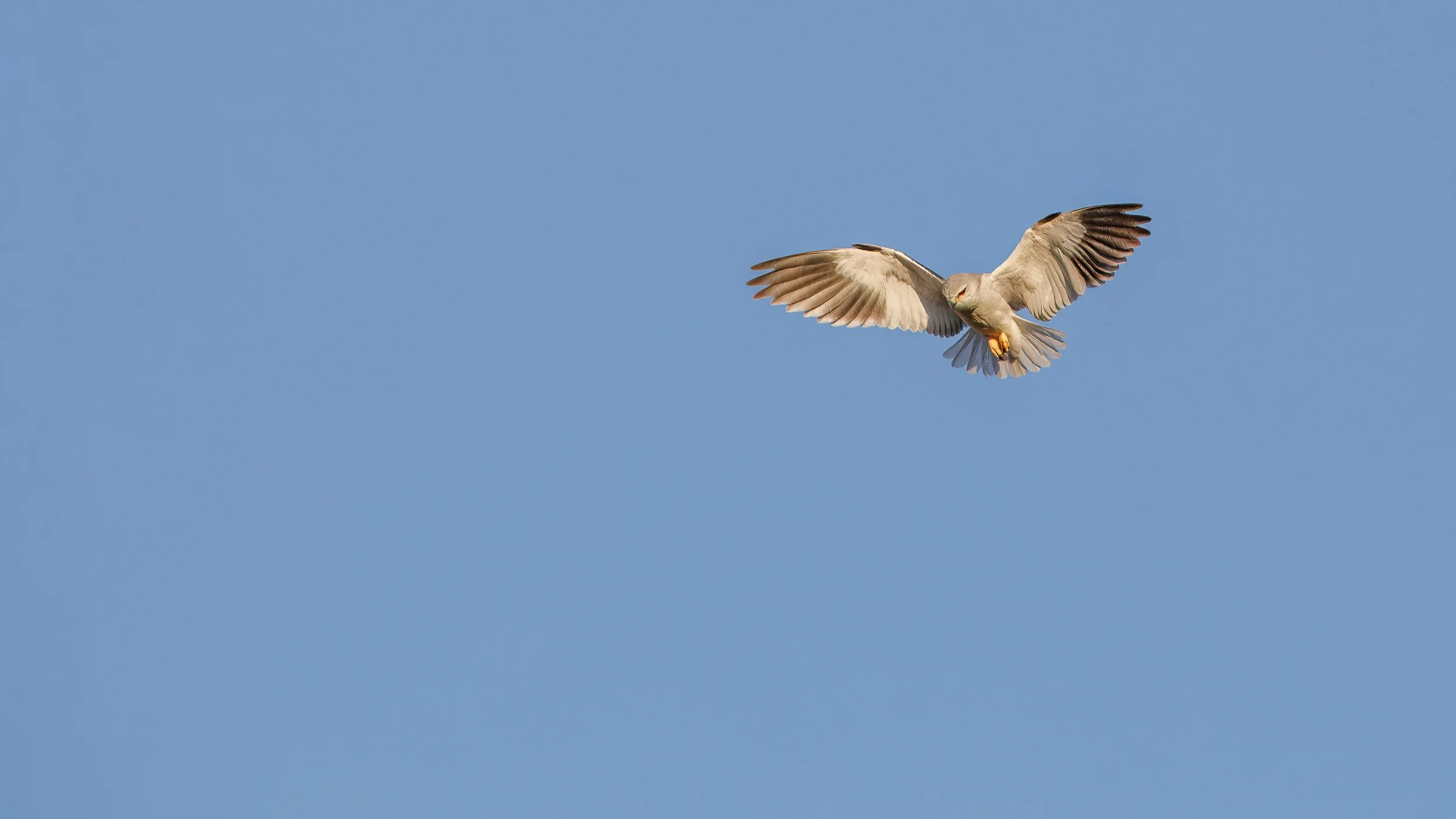  Black-winged kite, hunting 