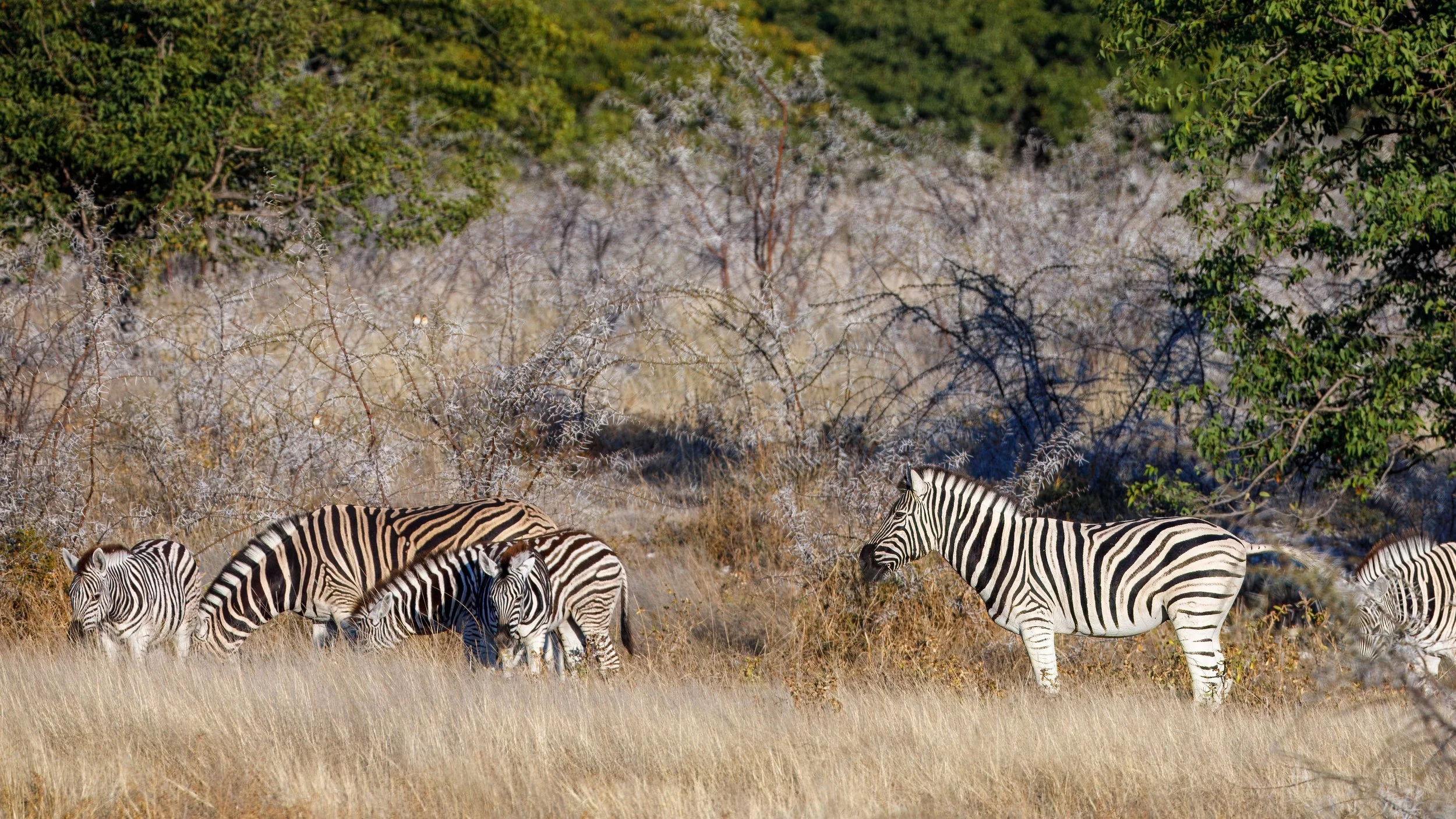  Plains zebras 