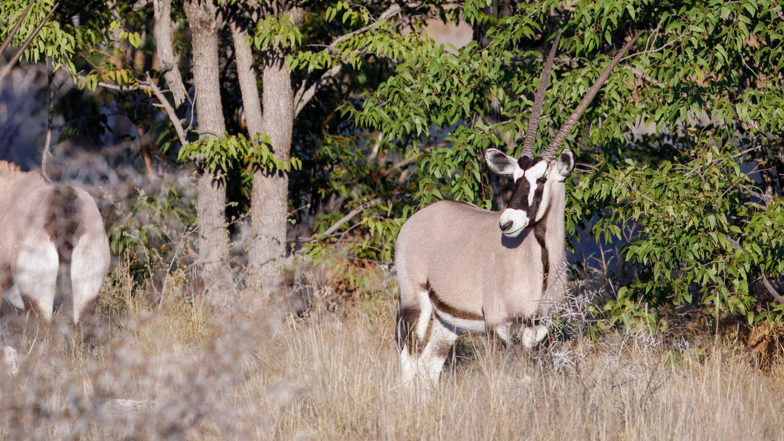  Oryx 