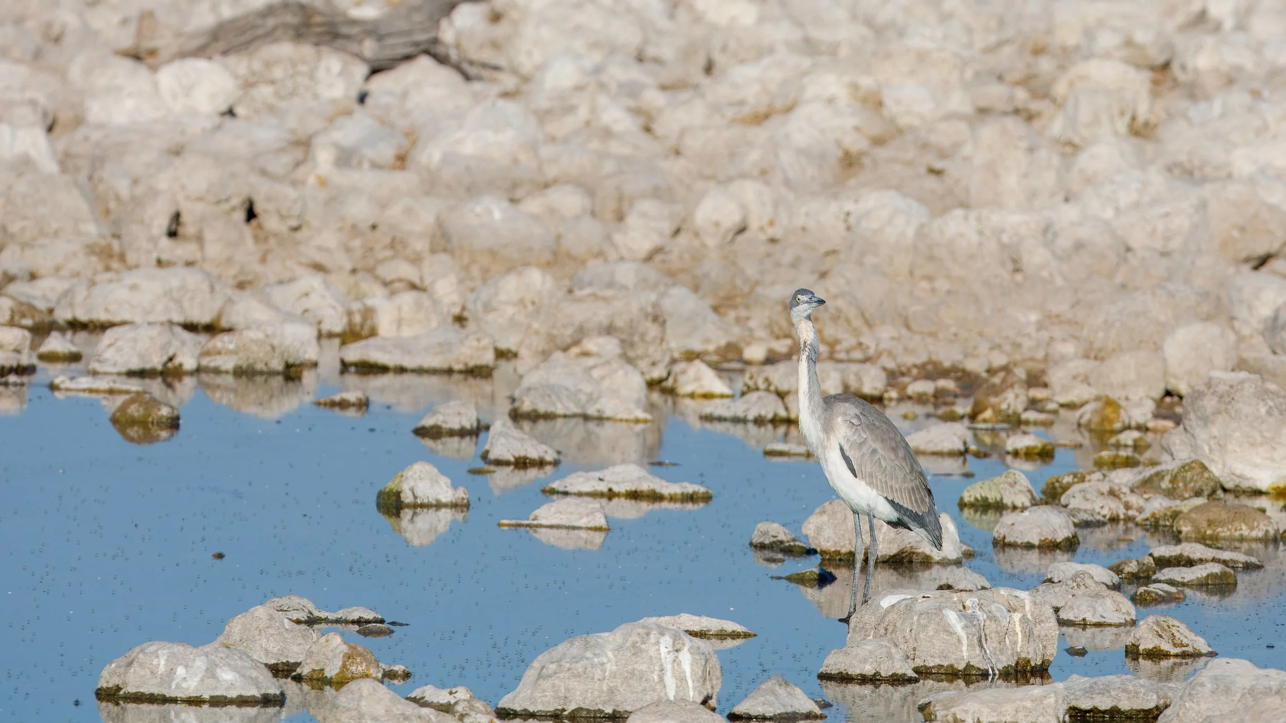  Grey heron at the Okaukuejo waterhole 