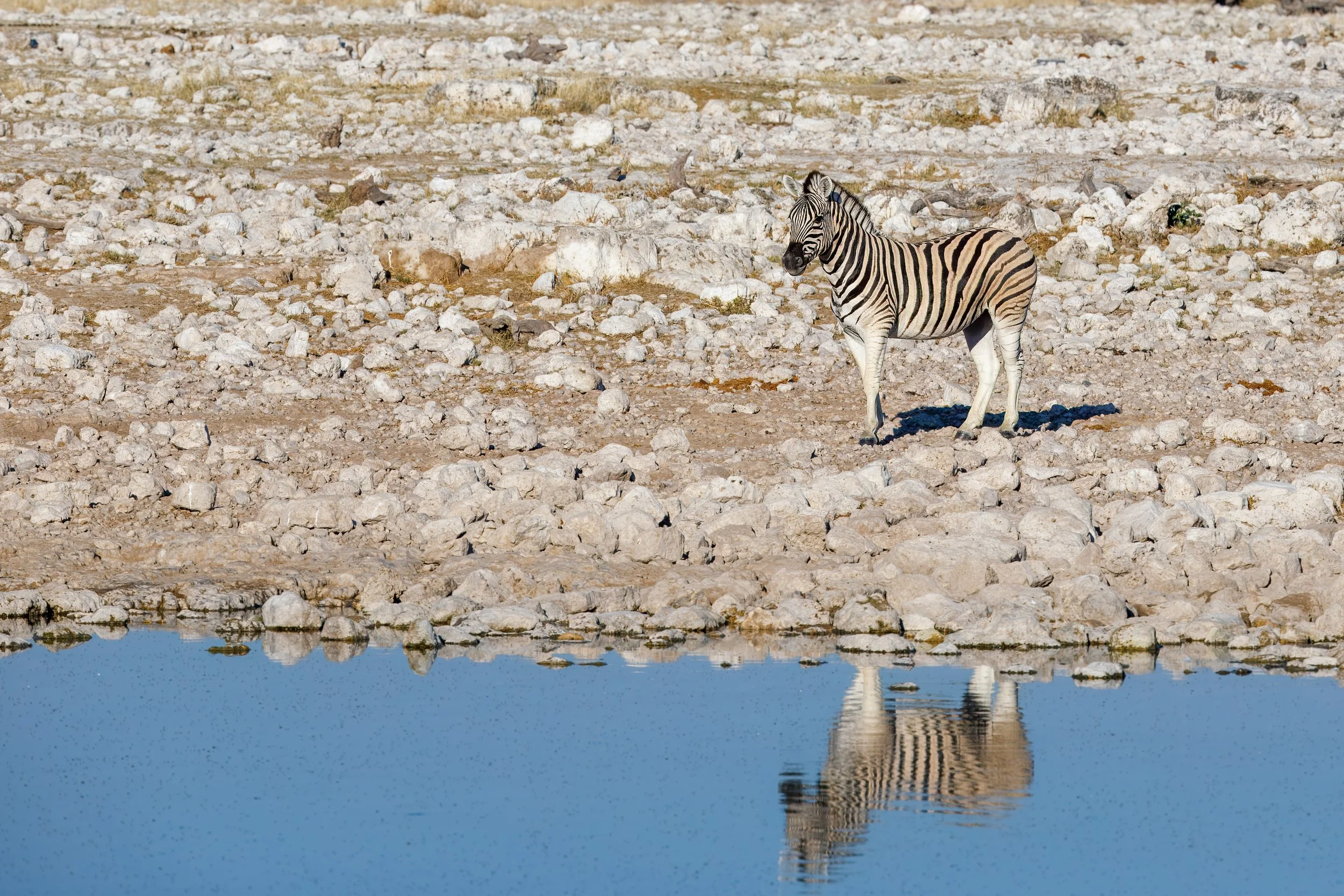  A single zebra approaches during the relative mid-morning calm 