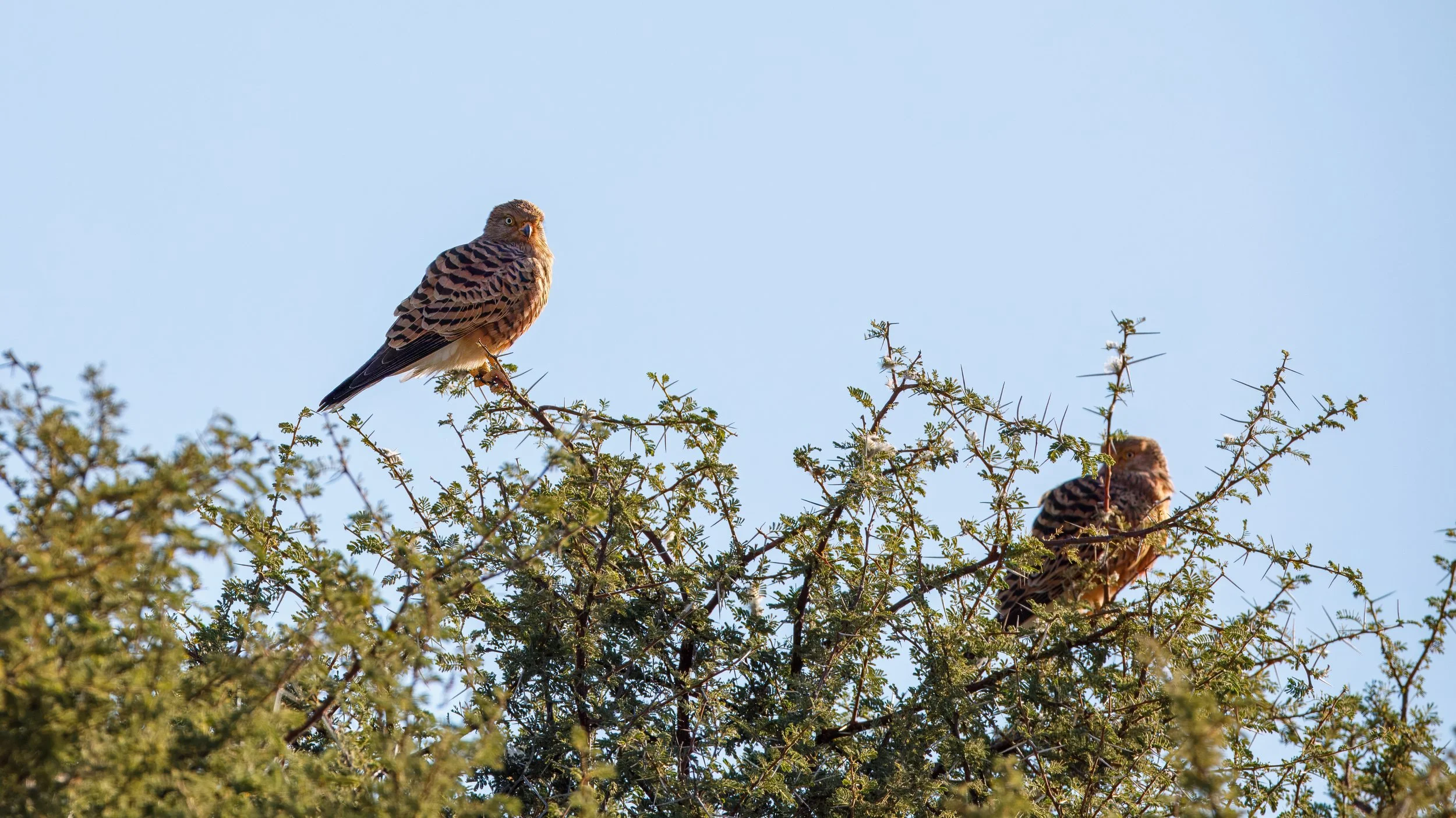  Two greater kestrel 