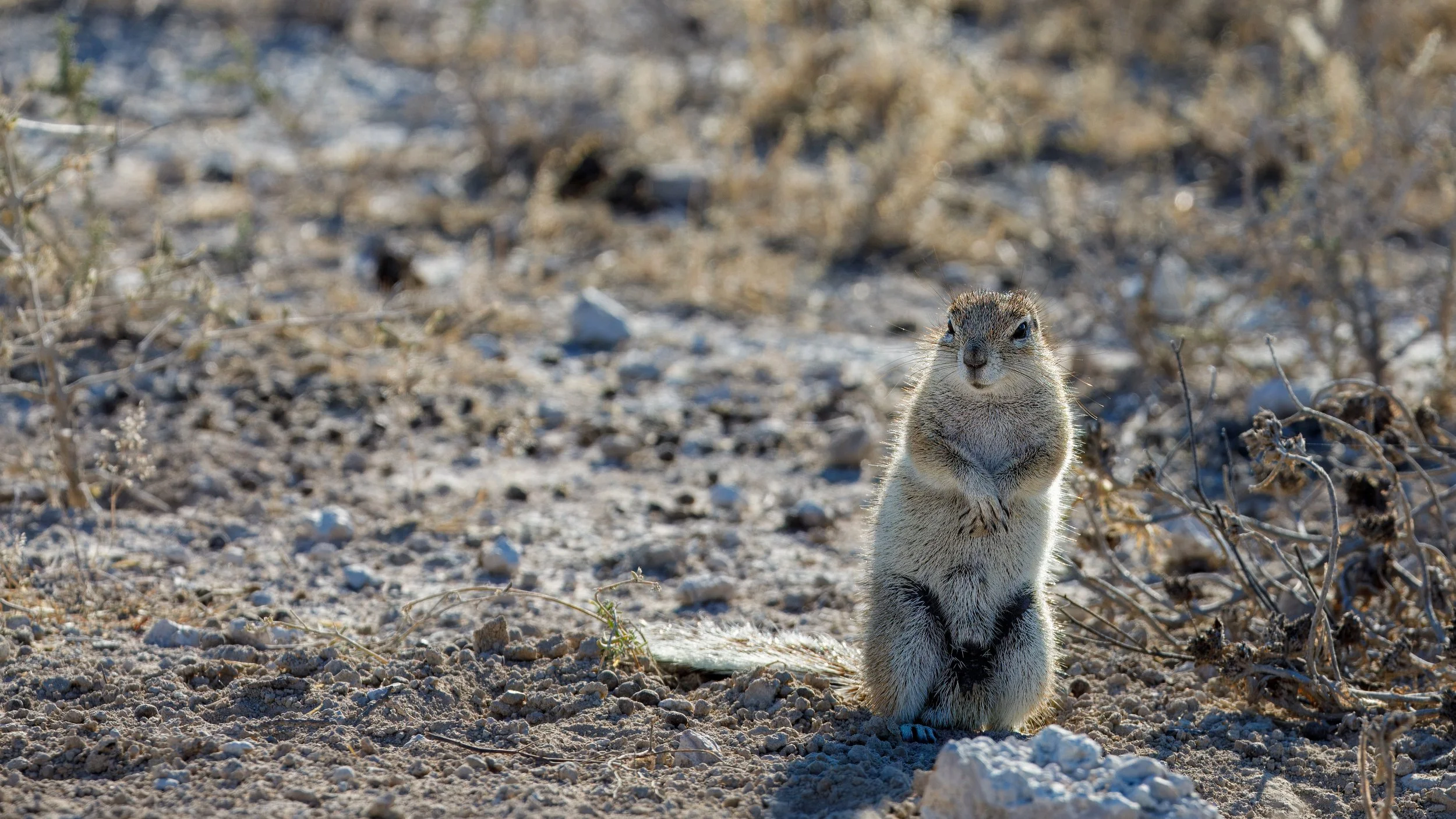  Cape ground squirrel in the familiar pose 