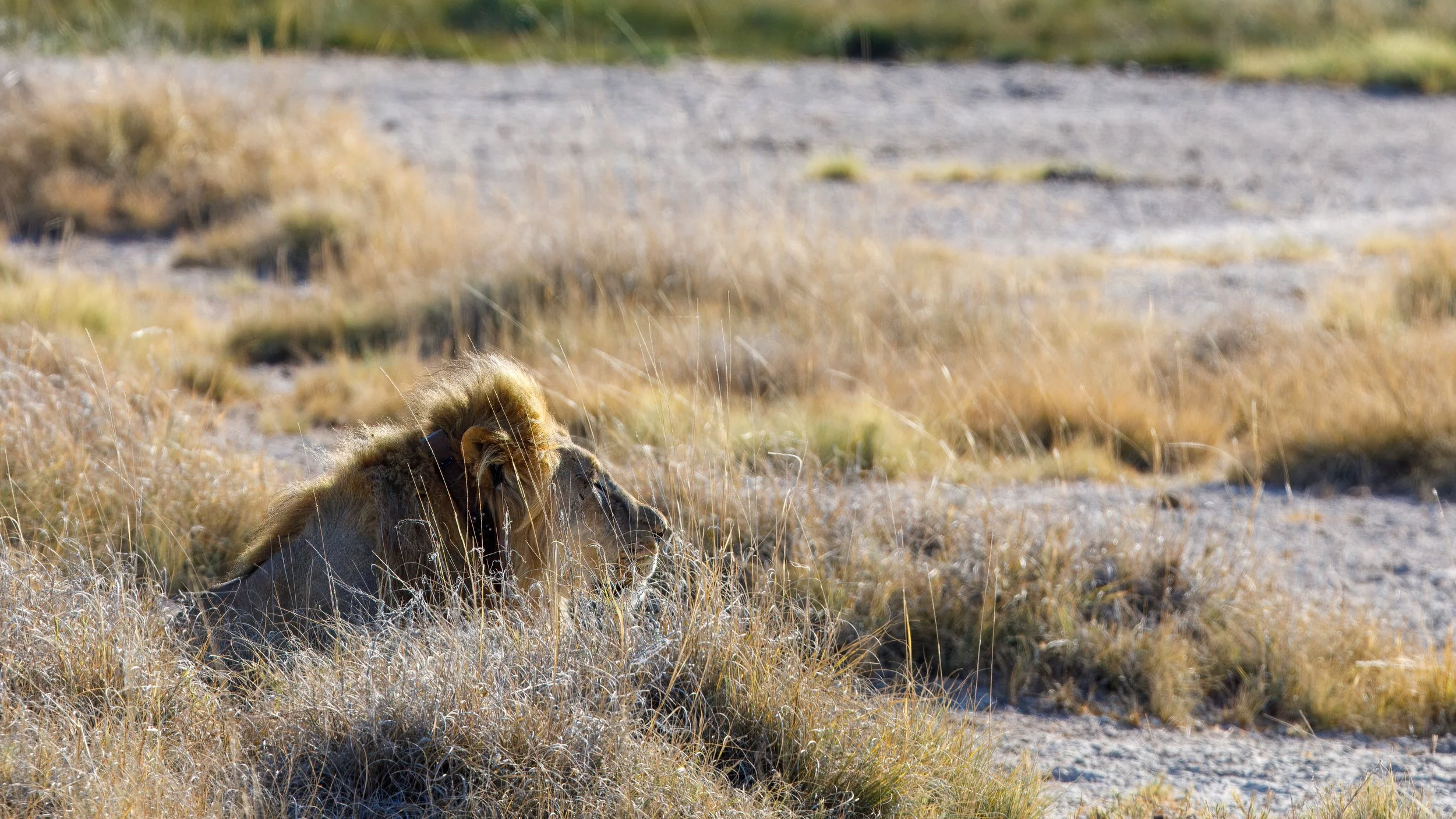  With patience, we got our own lion sighting away from the larger crowds 