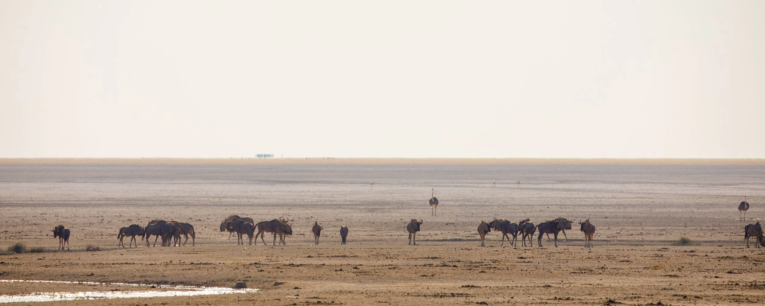 Herd of wildebeest on the salt flat  