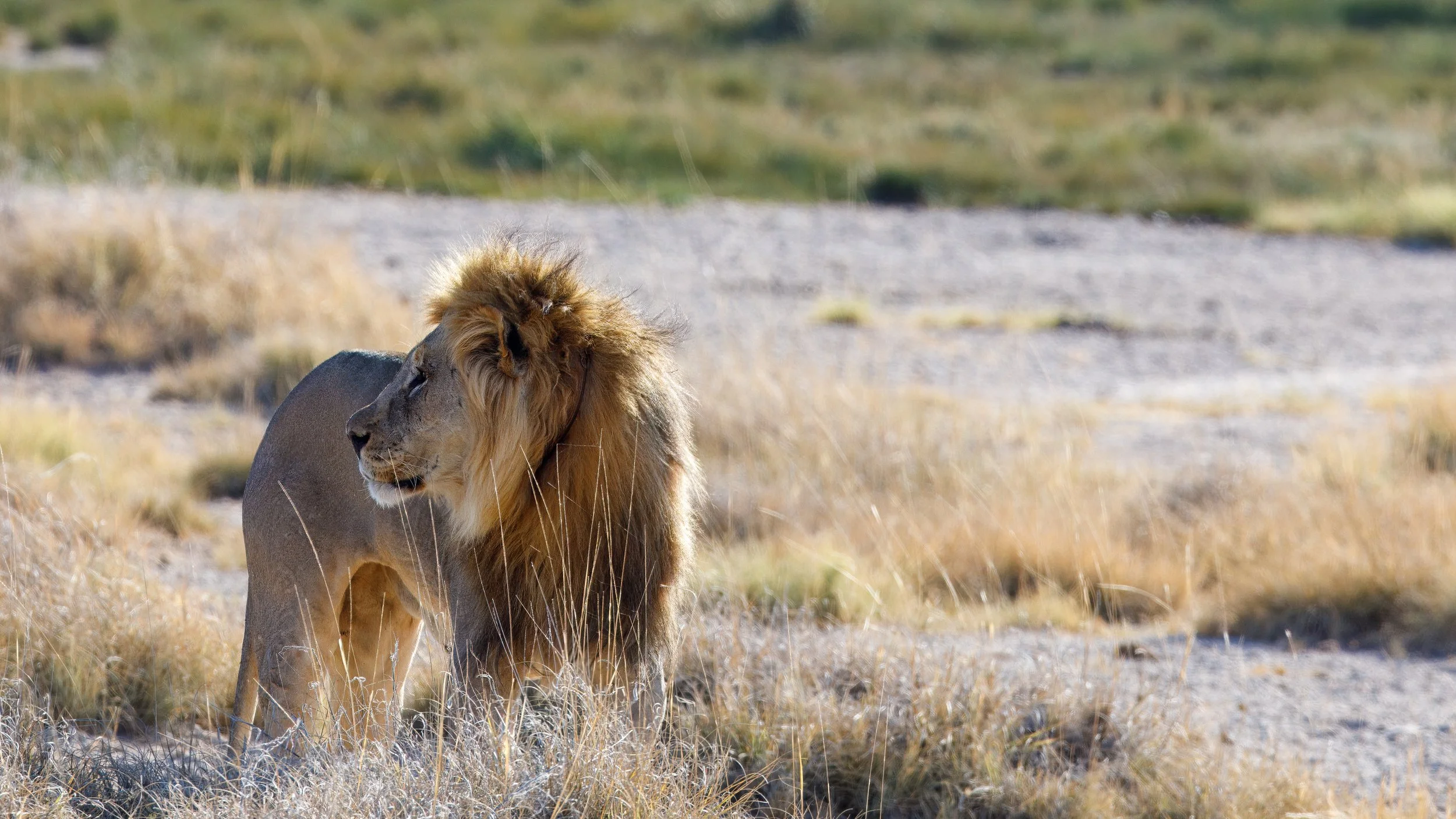  Large adult male lion gets up for a brief stroll before lying back down  